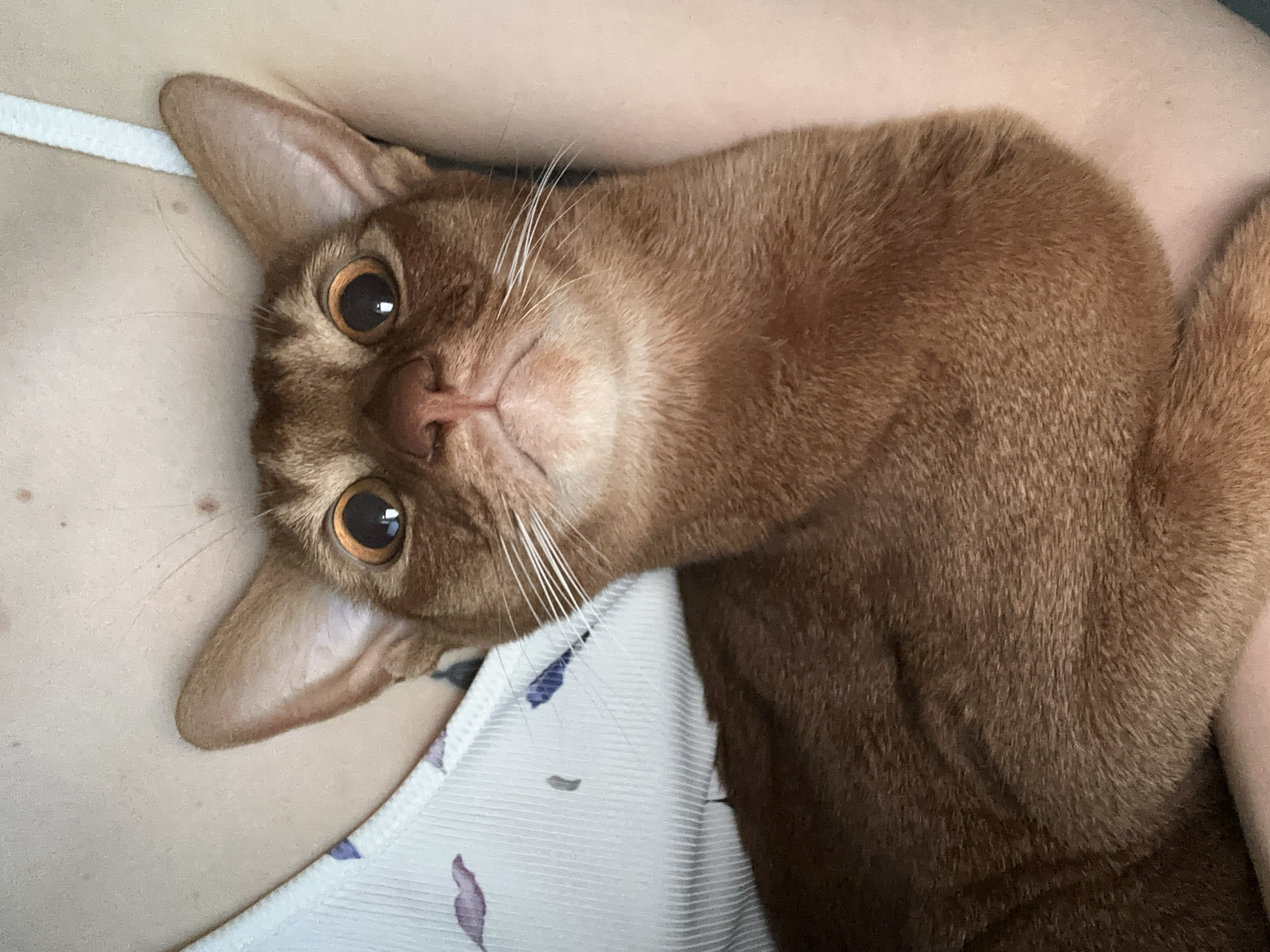 A close-up, portrait-oriented image shows a ginger or cinnamon-colored cat resting on a person's chest, looking directly at the camera with an attentive expression. The cat, possibly an Abyssinian or a similar breed, has large, round golden-amber eyes, a pink nose, and prominent white whiskers fanning out from its muzzle. Its head is slightly tilted, giving it a curious and engaging demeanor. The cat's fur appears short, dense, and soft.
Only a portion of the person is visible, including part of their fair-skinned chest and shoulder. A white strap, possibly from a bra or a top, is visible on the left side of the frame, running horizontally. The garment features subtle, faded purple or blue leaf-like patterns. The cat's body lies across the person, with its head positioned towards the upper-left of the frame. The lighting is soft and even, suggesting an indoor setting. No specific time of day or weather conditions can be discerned. The provided context indicates the location is Kazan, Russia, although there are no visual cues within the image to confirm this. There is no visible text in the image.
