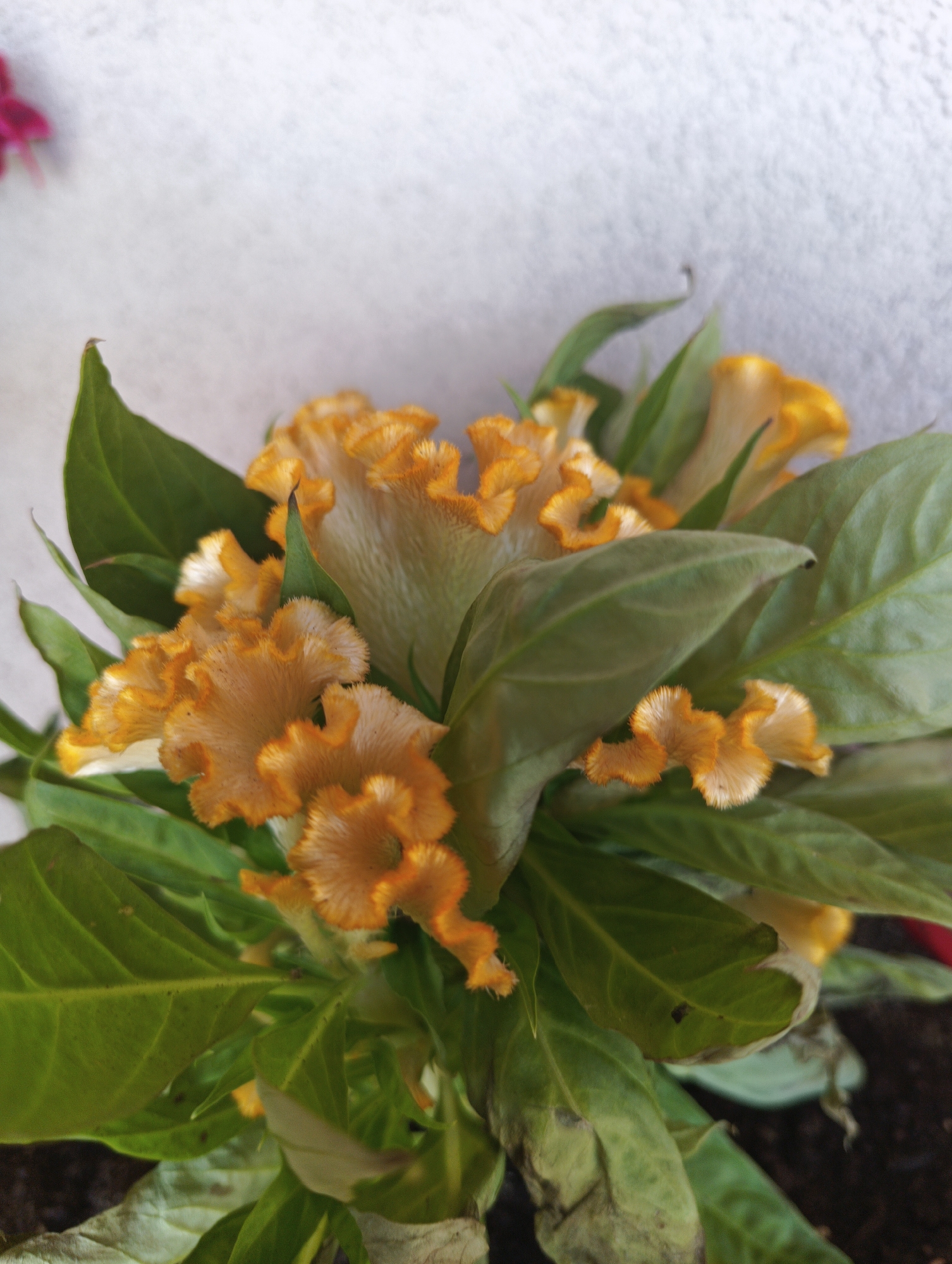 A close-up shot of a bright orange, ruffled celosia flower plant with green leaves. The plant is in a pot filled with dark soil. The background is a textured, light-colored wall. The image is vertically oriented and appears to have been taken in natural light.