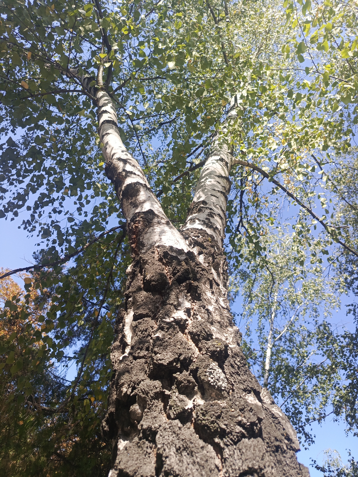 An upward-facing shot captures the split trunk of a birch tree against a clear blue sky. The trunk is thick and textured, with a dark, rough bark that contrasts with the white, papery bark higher up. The branches spread outwards, covered in green leaves that are beginning to show hints of yellow and orange, suggesting the approach of autumn. Sunlight filters through the leaves, creating dappled patterns. Other trees with green and autumn-colored foliage are visible in the background. The scene is devoid of any people or man-made structures, suggesting a natural, outdoor setting.