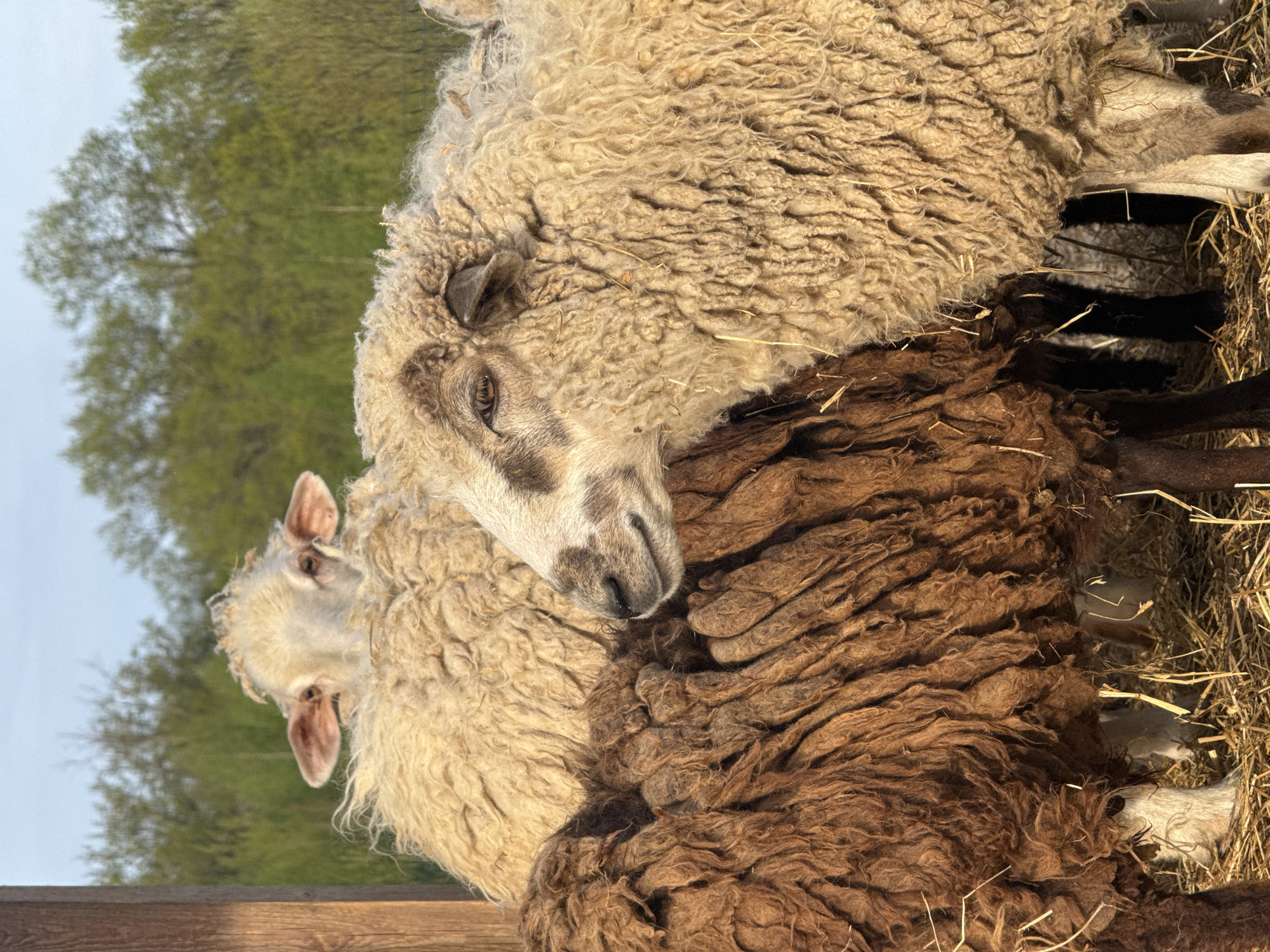 This image depicts three sheep huddled together in an outdoor environment. One sheep is light brown with a white face and dark spots, leaning its head on a brown sheep. The third sheep, white, is visible behind the first. Hay is scattered around the sheep's feet. Trees and a pale sky are visible in the background. The location is likely near Bol'shoye Kozino, Russia.