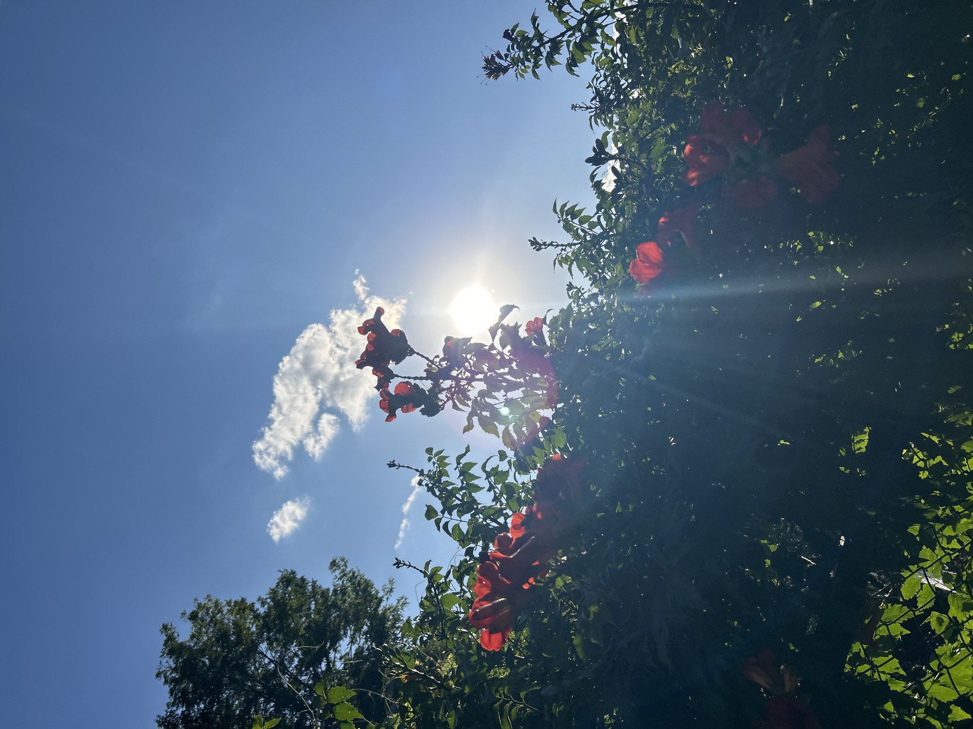 The image captures a sun-drenched scene featuring vibrant red trumpet flowers blooming amidst lush green foliage. The bright sun, partially obscured by clouds, casts a brilliant glare and sunbeams across the frame, highlighting the delicate petals and leaves. In the upper left corner, a portion of a mature tree with dense green leaves is visible, contrasting with the clear blue sky. The overall impression is one of a warm, sunny day in a garden or park setting. The exact location in Krasnodar, Russia, is not discernible from the visual information presented in the image.