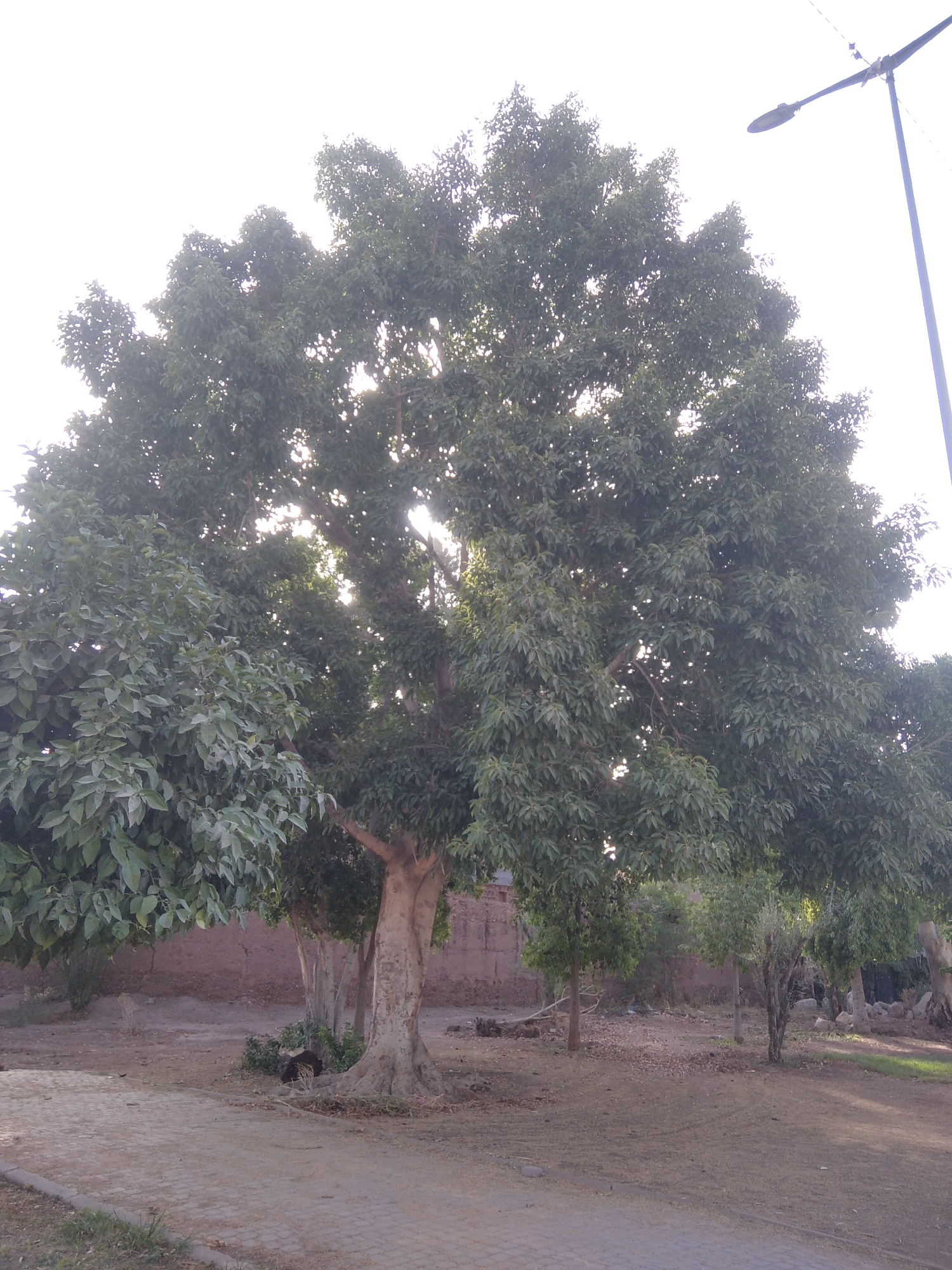 The image depicts a large, leafy tree with sunlight filtering through its branches, casting dappled light on the ground. In the upper right corner, a street lamp is visible. The ground is covered with dry soil and scattered leaves, with a paved pathway in the foreground. A reddish-brown wall forms the backdrop to the scene, suggesting an outdoor urban environment. The overall impression is one of a sunny day in a park or a residential area. Without specific landmarks, it is impossible to definitively place this image in Marrakesh, Morocco.