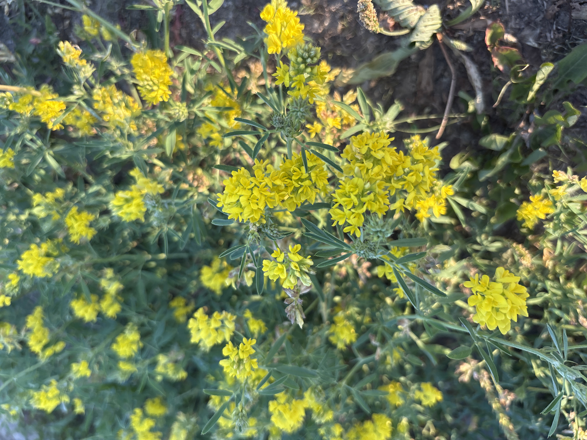 The image displays a close-up, outdoor, natural scene focused on a cluster of small yellow flowers with green foliage. The flowers are densely packed, forming small clusters or racemes. The foliage consists of thin, elongated green leaves. The background is a soft blur of more green foliage and some darker, earthy tones, suggesting soil or dried vegetation. The lighting appears to be natural sunlight, casting a warm glow on the flowers. There are no people, animals, or man-made objects visible. The image is taken from a slightly elevated perspective looking down at the plants. There is no information within the image to indicate a specific location in Blagoveshchensk, Russia.