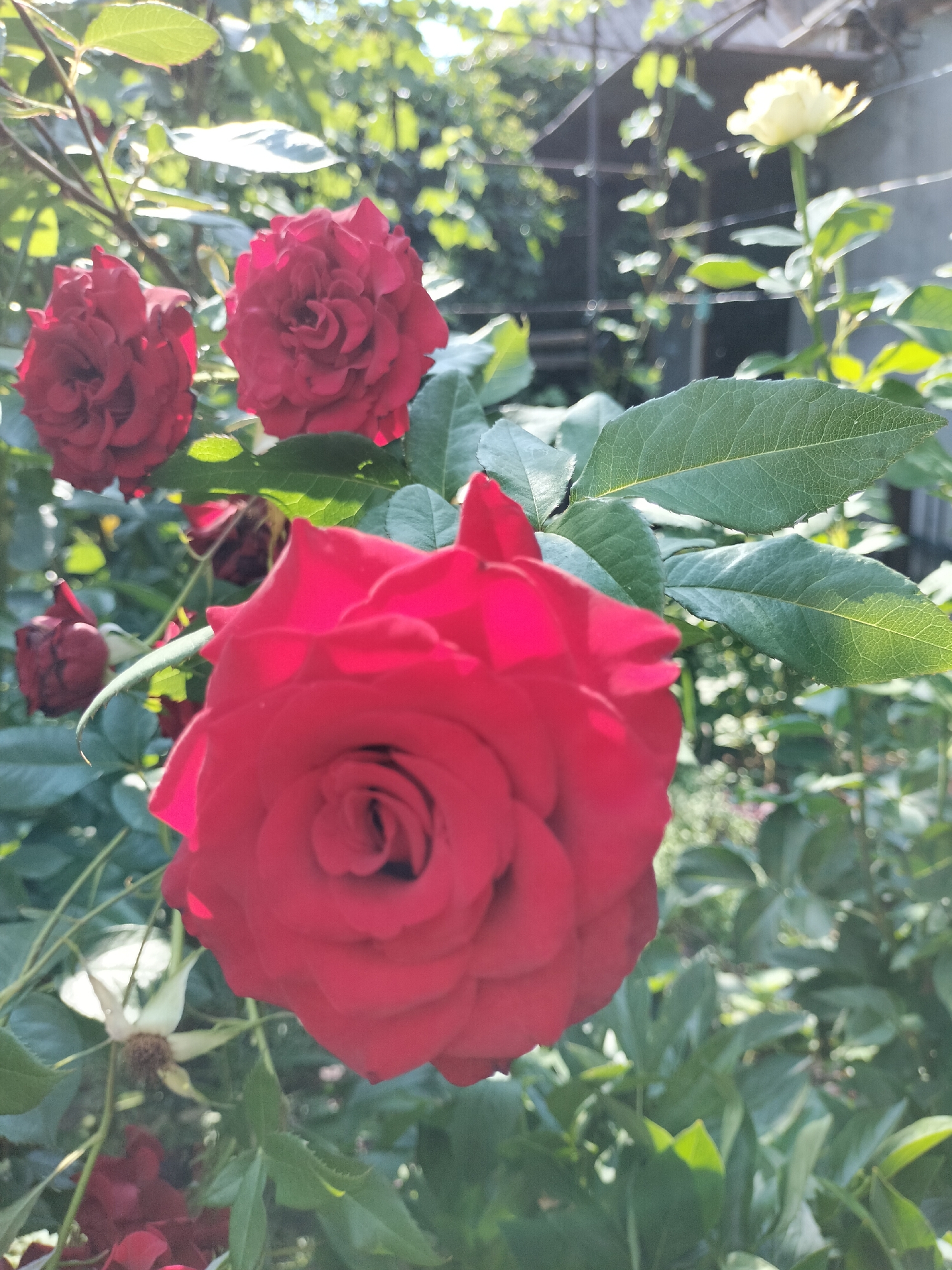 The image shows a close-up of several red roses in bloom, with a pale yellow rose visible in the background. The roses are set against a backdrop of green foliage and a hint of a structure, possibly a fence or trellis, suggesting an outdoor garden setting. The lighting indicates it is daytime, with sunlight filtering through the leaves, creating a soft, natural glow. The focus is on the vibrant red of the main rose in the foreground, showcasing its intricate petal structure. The overall mood is serene and natural, typical of a garden in bloom. No people or text are visible in the image. The location context is Kryvyi Rih, Ukraine.