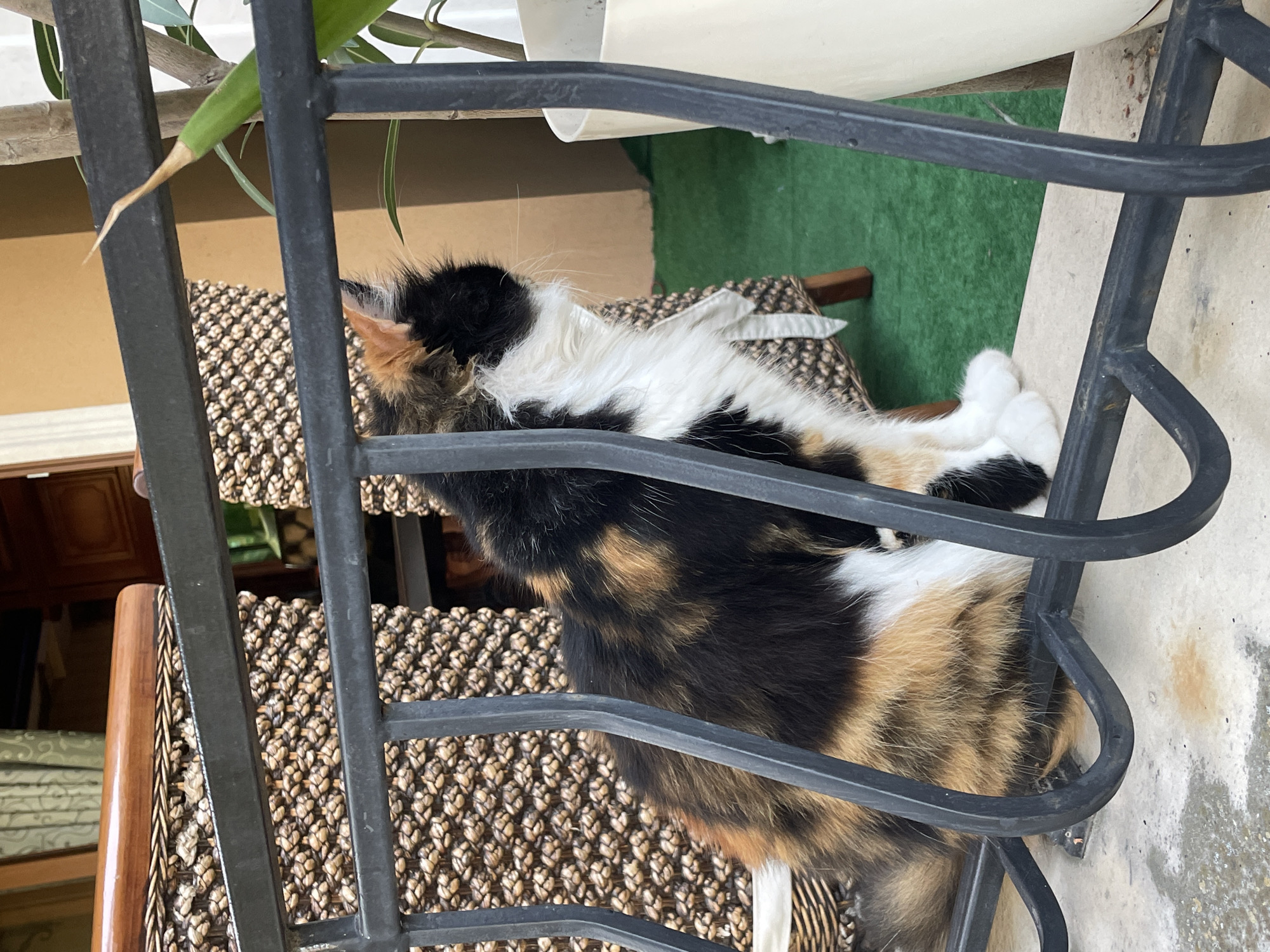 A calico cat is sitting on a ledge, looking out from behind a black metal railing. The cat has patches of black, white, and orange fur. In the background, there is a wicker chair, a plant in a white pot, and a green carpeted area. The scene appears to be an outdoor patio or balcony. The location is the city of Obzor, Bulgaria.
