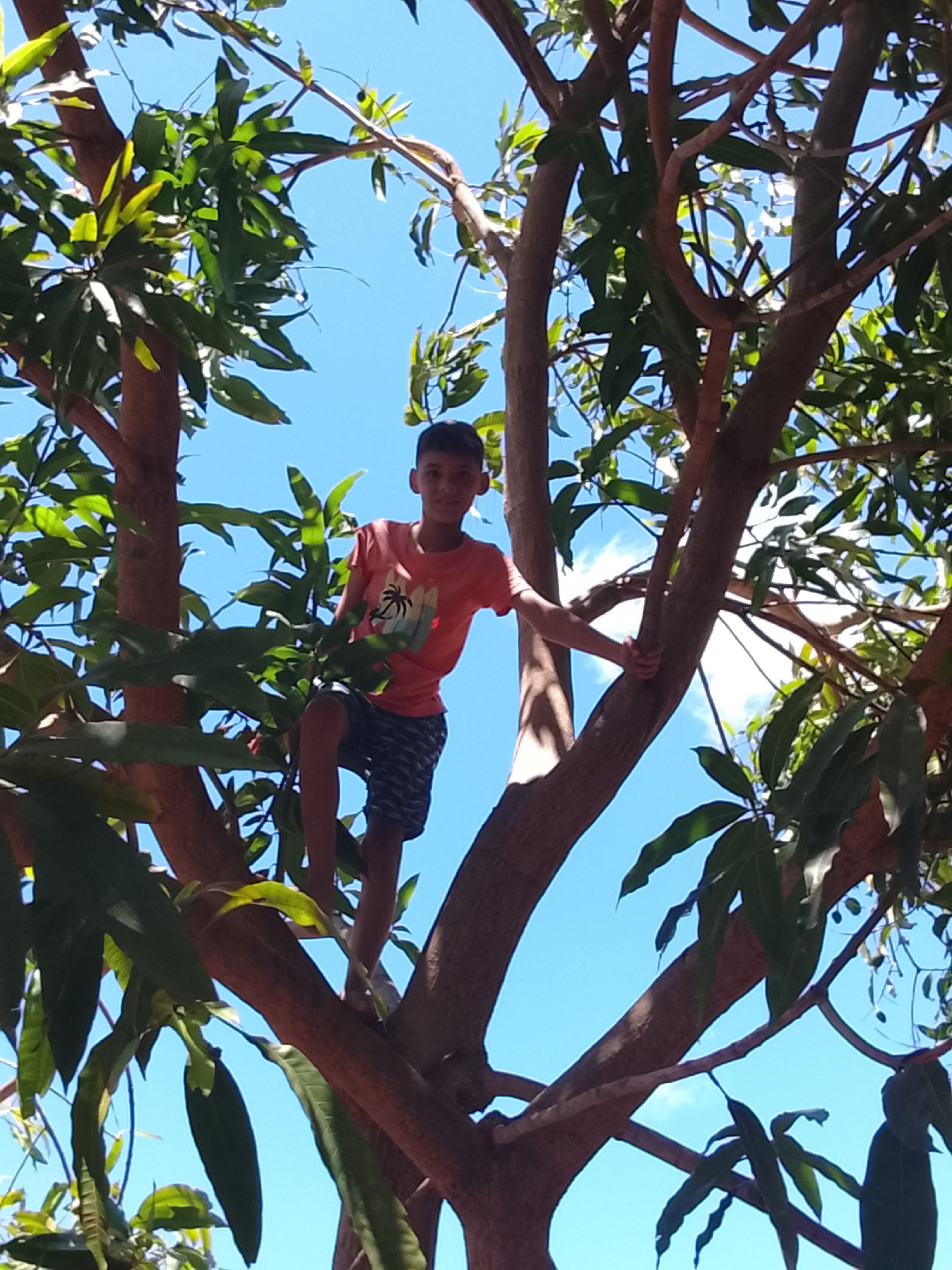 A young boy is perched in a tree. He is wearing a coral-colored t-shirt with a tropical palm tree design and blue patterned shorts. He's standing on a tree branch, his left hand holding onto another branch. The tree has abundant green leaves, and the sky is a bright blue with a few wispy white clouds visible through the branches. The location is most likely Altagracia, Venezuela.