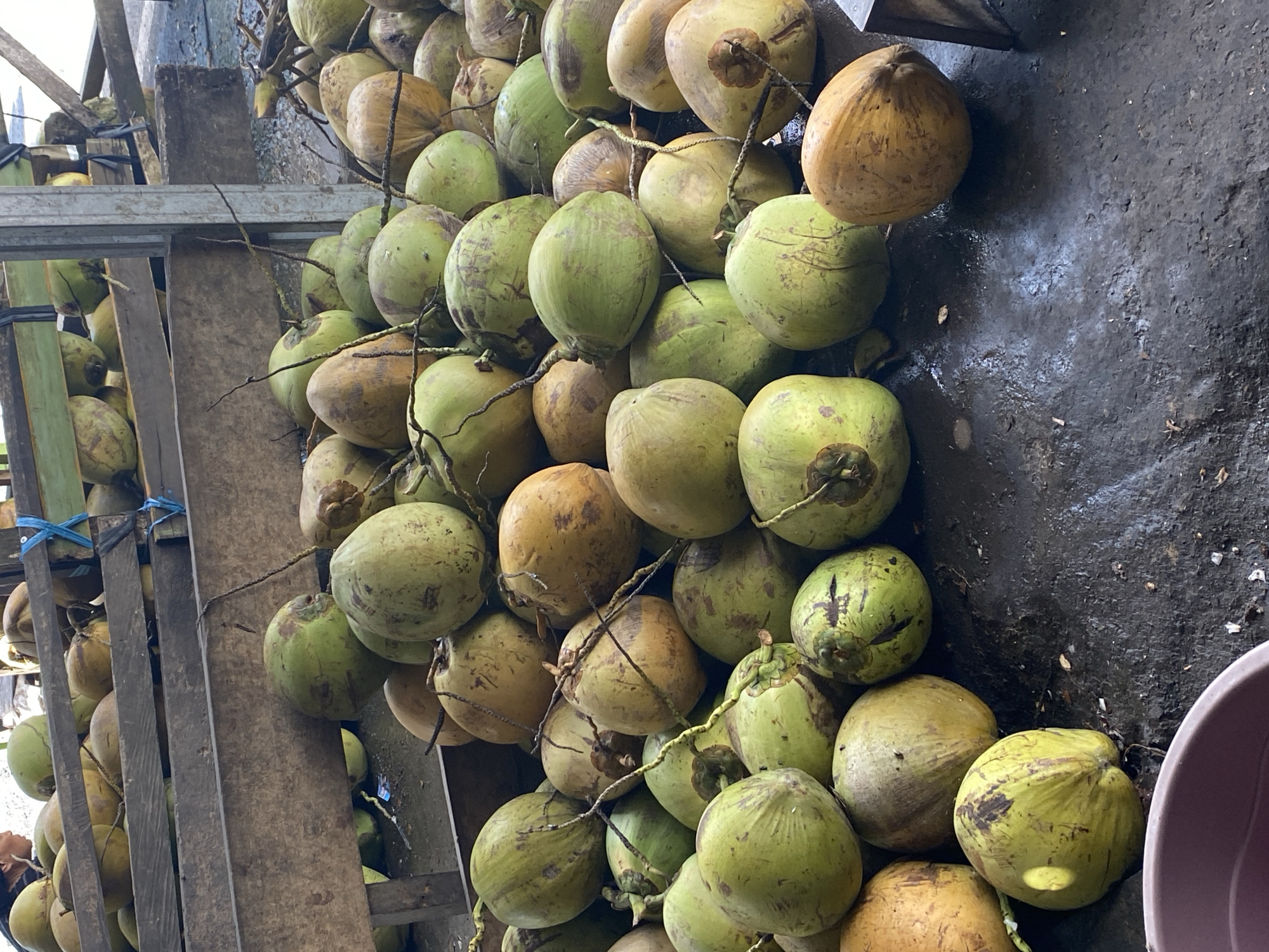 This image, taken in Ta', Indonesia, shows a large pile of coconuts, both green and brown, spread on a wet, dark surface. The coconuts are in various stages of ripeness and appear to be freshly harvested, with some still attached to their stems. In the background, a wooden structure, possibly a stall or market stand, is visible, with more coconuts stacked on shelves. The overall scene suggests a bustling marketplace where fresh produce is being sold. There are no people clearly visible in the image, but the setting implies human activity related to the sale of coconuts.