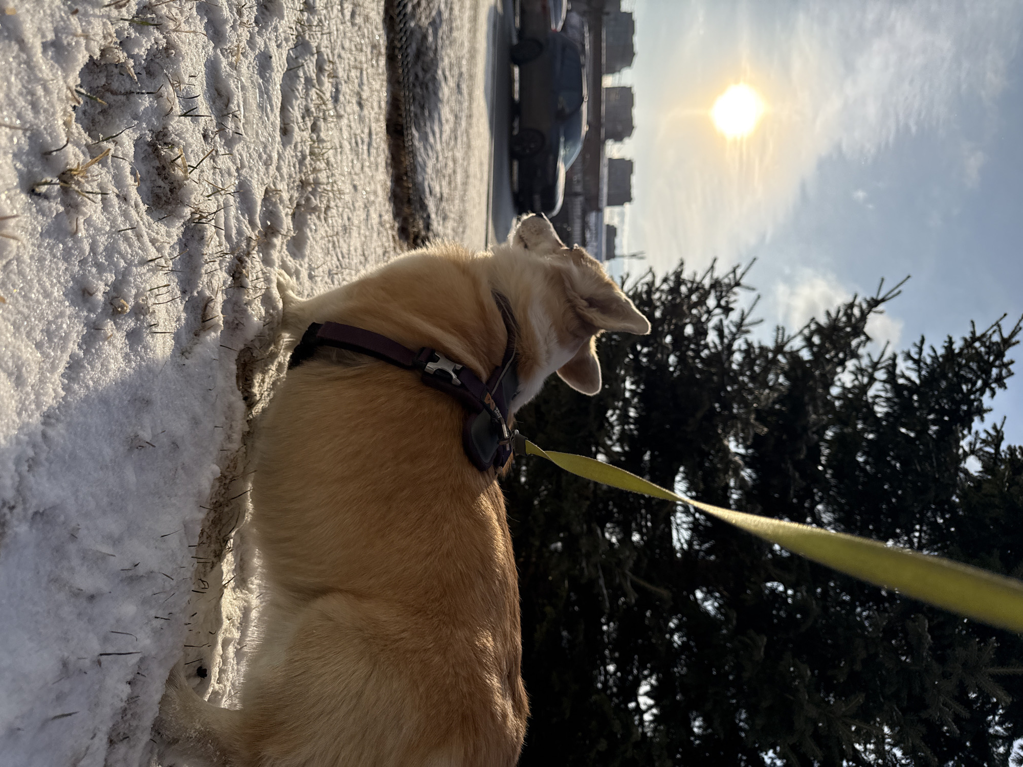 A medium-sized, tan-colored dog with a purple harness and yellow leash stands on a snow-covered ground. The dog faces away from the camera and towards a bright sun in a partially cloudy sky. Behind the dog is a dark green evergreen tree. In the background, a road is visible, with cars and buildings, possibly apartment blocks, suggesting an urban setting in Krasnoyarsk, Russia. The ground is covered in snow with patches of grass visible.