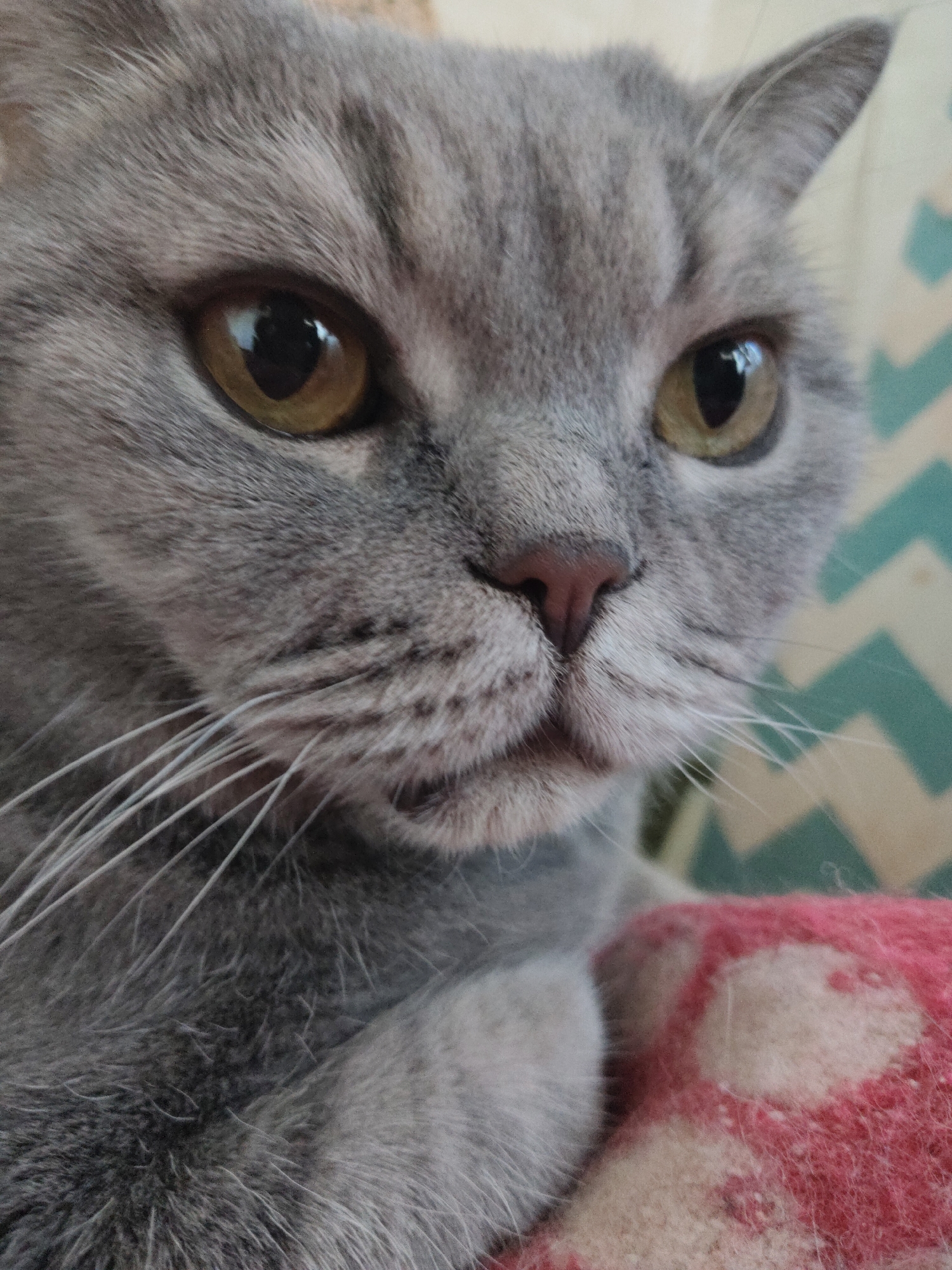 A close-up shot depicts a grey tabby cat with yellow eyes, a pink nose, and white whiskers. The cat is partially resting on a fuzzy pink and beige object, possibly a blanket or cushion. The background is a pattern of alternating beige and blue zig-zag lines. The location and city are unknown.