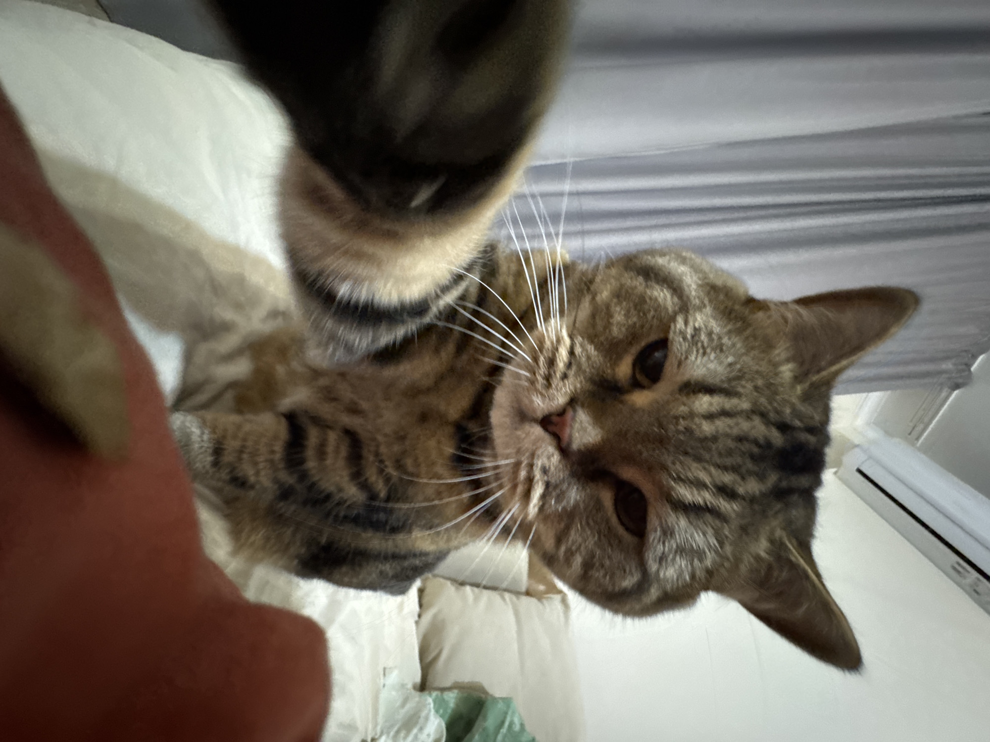 A medium shot captures a tabby cat sitting on a white bedspread. The cat is positioned centrally, facing the camera with its head slightly tilted and its left paw extended forward, blurring slightly out of focus. The cat's fur is a mix of brown, black, and tan stripes. Its eyes are partially closed, giving it a sleepy or grumpy expression. In the foreground, a blurry, reddish-orange object, possibly a hand or toy, occupies the lower right portion of the frame. Behind the cat, sheer grey curtains hang on the left, and a white wall with an air conditioning unit is visible at the top right. The background also includes beige pillows and some green fabric, suggesting a bedroom setting. The overall lighting is dim, with a bright overhead light source creating some glare on the ceiling and walls. The image is sharpest on the cat's face and the extended paw.