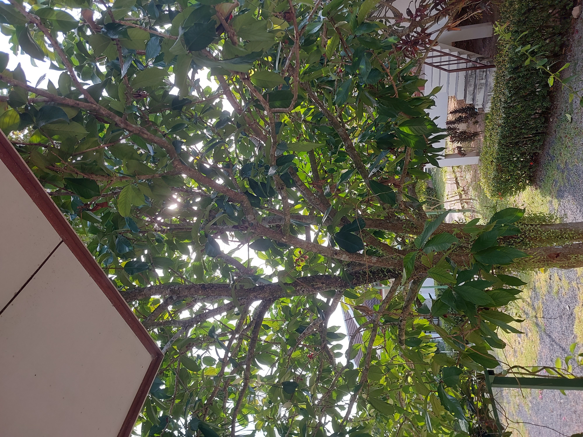 The image depicts a tree with lush green leaves and a textured bark, situated outdoors in Baan Mae Nam, Thailand. The sun's rays filter through the dense foliage, creating dappled light. In the background, a white building with a set of stairs is visible, partially obscured by the tree's branches and a neatly trimmed green hedge. The ground is covered with gravel. The scene appears to be a residential or garden area, bathed in natural daylight.