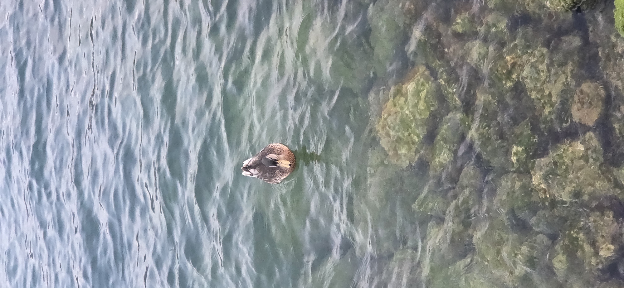 A single mallard duck swims in the clear, green water of Lake Garda near Torbole, Italy. The duck is facing the viewer, its head turned slightly to the left. The water is rippled, and the rocky bottom of the lake is visible through the transparent water. The overall impression is one of a peaceful, natural scene.