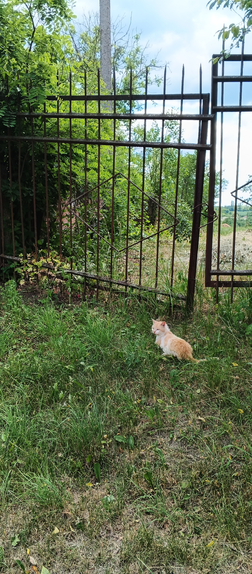 A ginger and white cat is sitting in the grass near a rusted metal fence in Popivka, Ukraine. The fence has vertical bars and a diamond-shaped decorative element. Behind the fence, there are green trees and foliage, with a large grey pole in the background. The sky above is partly cloudy. The ground is covered in green grass with some dry patches and scattered leaves.