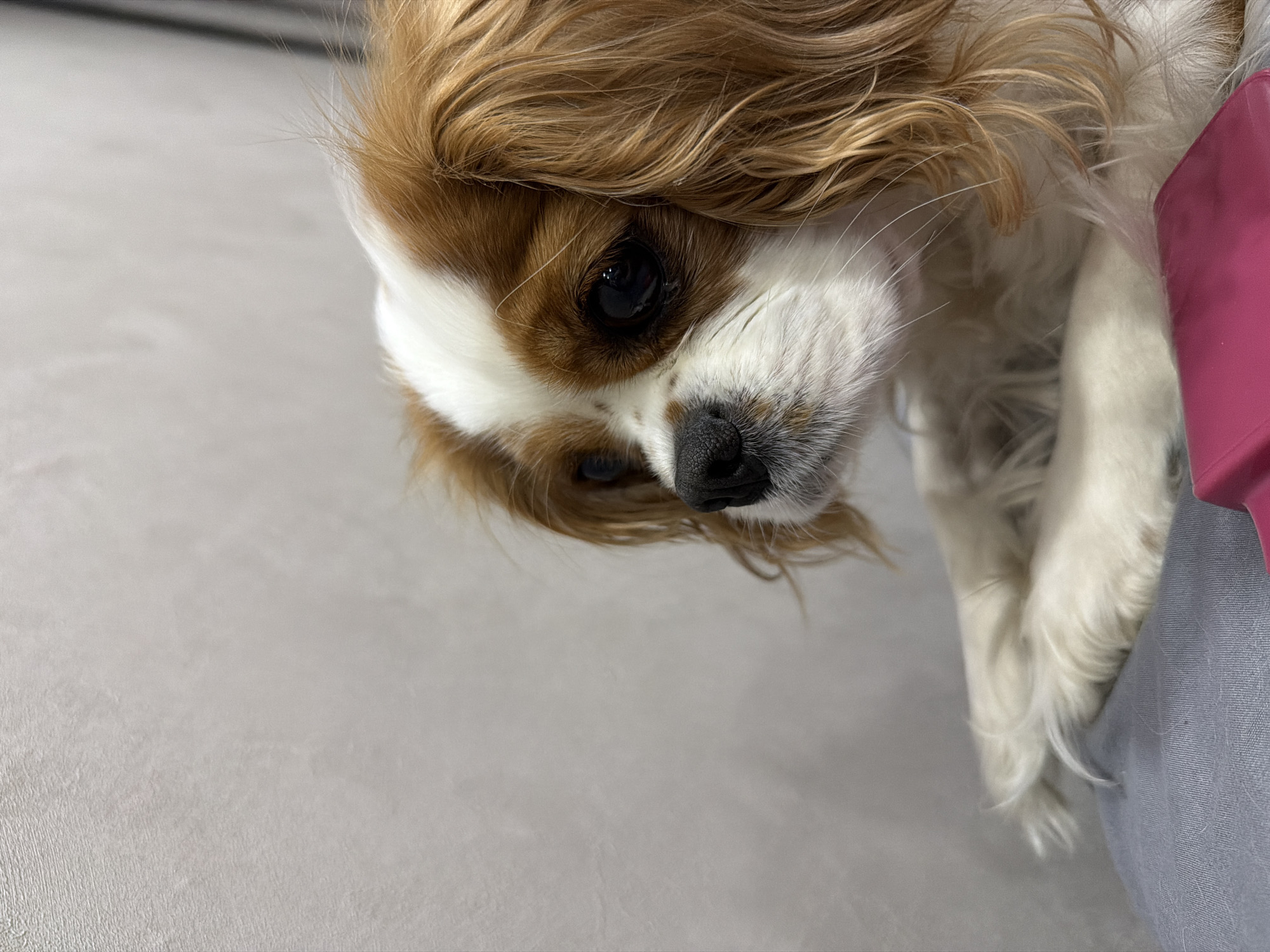 A close-up shot shows the head and paws of a Cavalier King Charles Spaniel dog. The dog has a white and brown coat, a black nose, and dark eyes. It appears to be held, with a person's gray shirt and a pink object visible to the right. The background is a light gray surface. The location in the city of Chaikovsky, Russia is not discernible from the image.