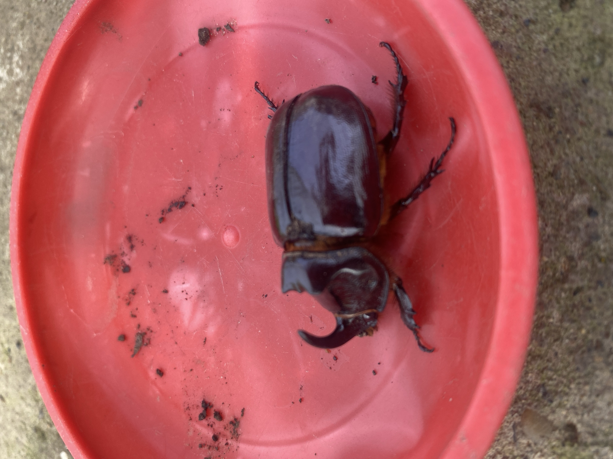 A brown rhinoceros beetle sits in a red plastic bowl. The bowl is sitting on an outdoor surface of concrete or stone. The scene is well-lit with natural light. There is no indication of the location in the city of Chaikovsky, Russia.