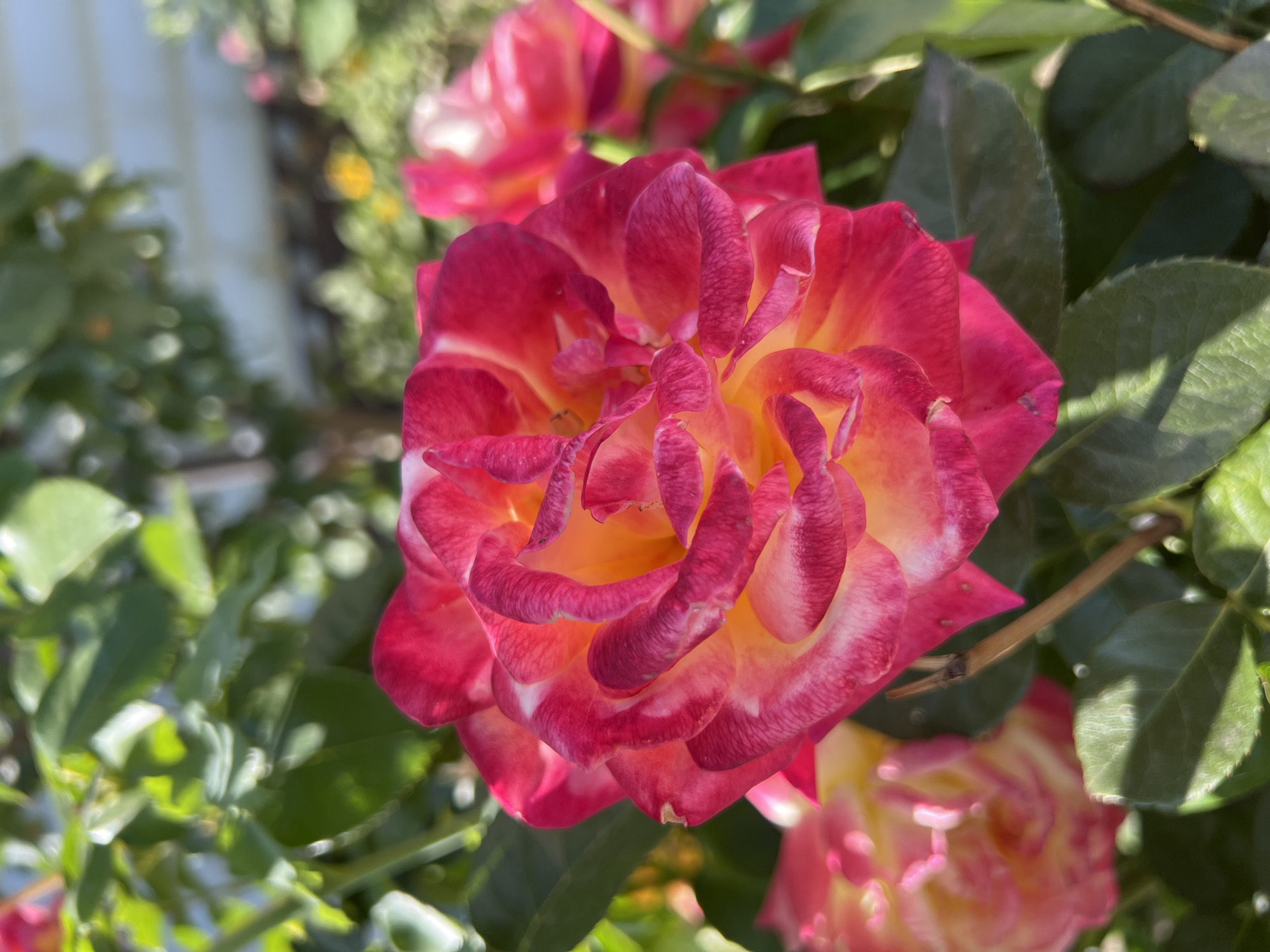 A close-up, sun-drenched photograph captures a vibrant rose in full bloom. The rose's petals exhibit a striking color gradient, transitioning from a deep, rich pink at the edges to a warm, sunny yellow at the center. The petals are intricately layered and curled, creating a sense of depth and texture. Green leaves of the rose bush are visible in the foreground and background, some in sharp focus and others blurred by the shallow depth of field. In the background, out-of-focus elements suggest a garden setting, with hints of other roses and greenery, as well as a light-colored building. The lighting suggests it is daytime, with the sun casting bright highlights on the petals and leaves. There are no people or animals present in the image. The location is identified as Millerovo, Russia.