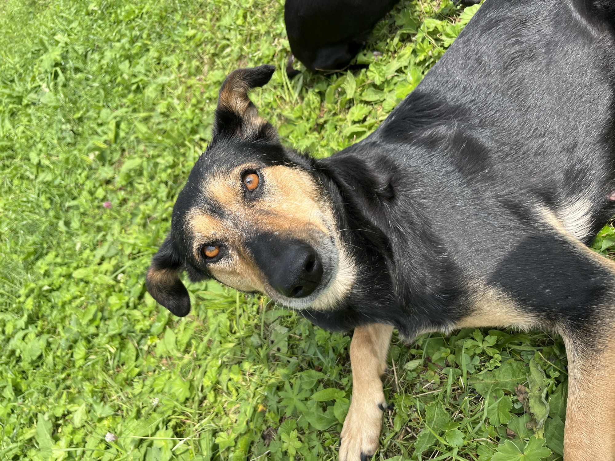 A black and tan dog with amber eyes lies on bright green grass. The dog is looking directly at the camera, with its head tilted slightly to its left. Its front left paw is extended forward. In the background, out of focus, another dark-colored dog is partially visible. The scene is outdoors, likely in a park or a yard, given the presence of lush grass and dappled sunlight. The location of Nizhny Tagil, Russia, is not discernible from the image.