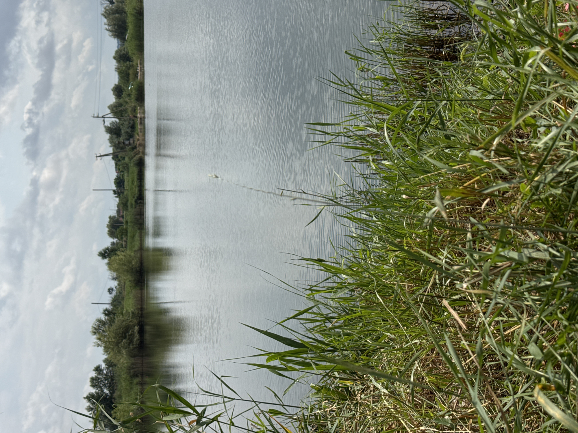 The image shows a body of water, likely a pond or lake, with tall green grass in the foreground. The water's surface is rippled, reflecting the overcast sky. In the background, a line of trees and some structures, including utility poles and wires, are visible along the distant shore. The scene appears to be an outdoor, natural environment. No people or animals are clearly identifiable in the image. The location is Kochubeyevskoye, Russia.