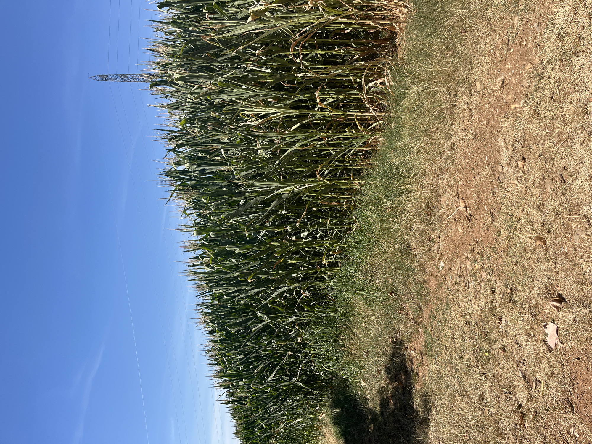 The image shows a large field of green corn stalks under a clear blue sky. A power line tower can be seen in the distance, to the right of the frame. The foreground is a dry, dusty path with some patches of dry grass. No people are visible in the image. The scene depicts a rural agricultural landscape, likely during a warm season given the dry ground and clear sky. The location is described as being in Castiglione delle Stiviere, Italy.