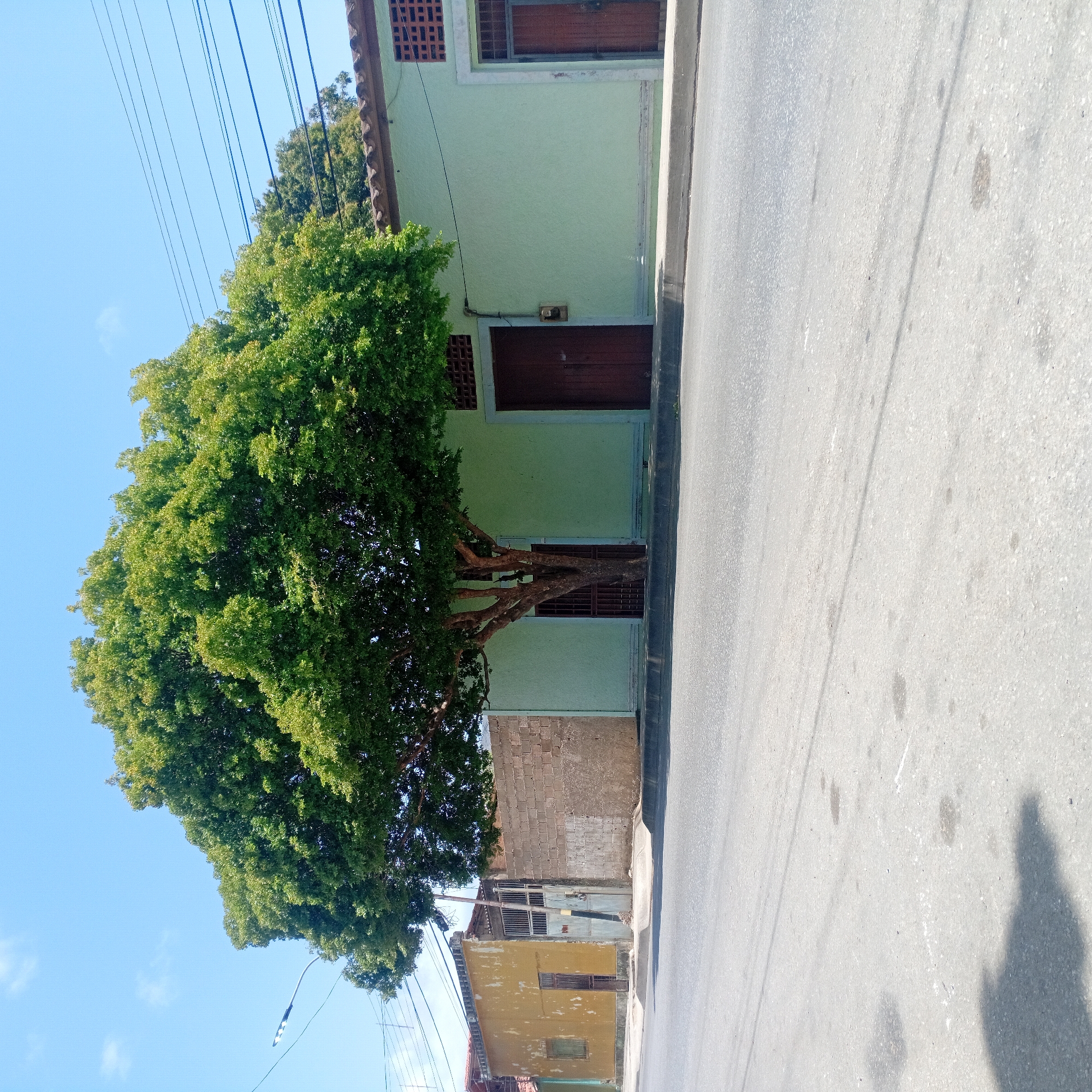 The image depicts a street scene in an unknown city. A large, leafy tree stands on the left side of the frame, partially obscuring a pale green building with dark brown doors and window grates. To the right of the tree, a section of a brick wall and a yellow building are visible. The right side of the image is dominated by a gray asphalt street with faint power lines overhead. A shadow is cast on the street in the lower right corner.