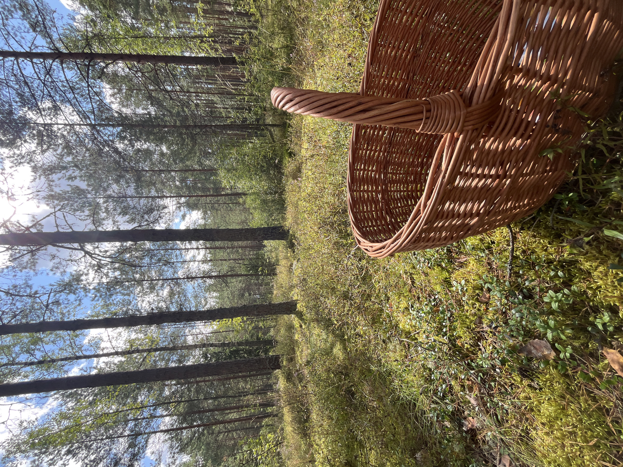 An eye-level, medium shot captures a woven wicker basket in the foreground, positioned on mossy ground within a forest. The basket's handle, made of twisted wicker, is prominent in the right side of the frame. The forest floor is covered with green moss and interspersed with low-lying plants and fallen leaves. Sunlight filters through the tall pine trees that dominate the background, casting dappled shadows and illuminating the scene with a warm glow. The sky, visible through the tree canopy, is partly cloudy with patches of blue. The location is identified as Pillapalu, Estonia. No people are present in the image.