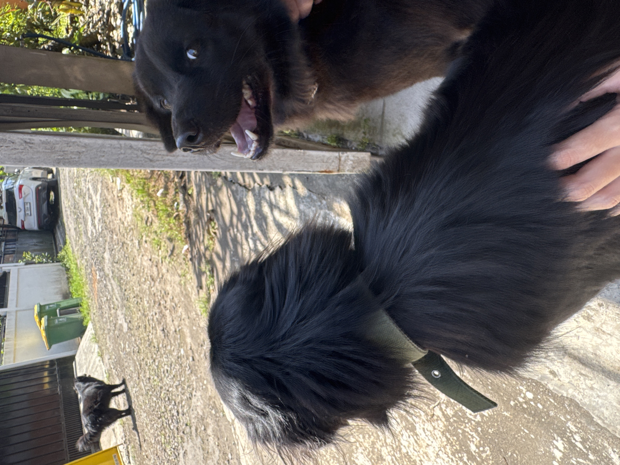 A medium-shot, slightly distorted image shows two black dogs on a paved surface in an urban environment.
The first dog, positioned in the upper portion of the frame, is captured in profile with its mouth open, revealing teeth and tongue. This dog appears to be held by a person whose hand is visible holding its muzzle. A portion of a wooden fence and the front of a white car can be seen in the background.
The second dog, positioned in the foreground, is seen from the neck down, wearing a dark green collar.
In the background, there is a street with trash bins, a building, and what appears to be another black dog standing near a wall.
The location is Unknown, Unknown.