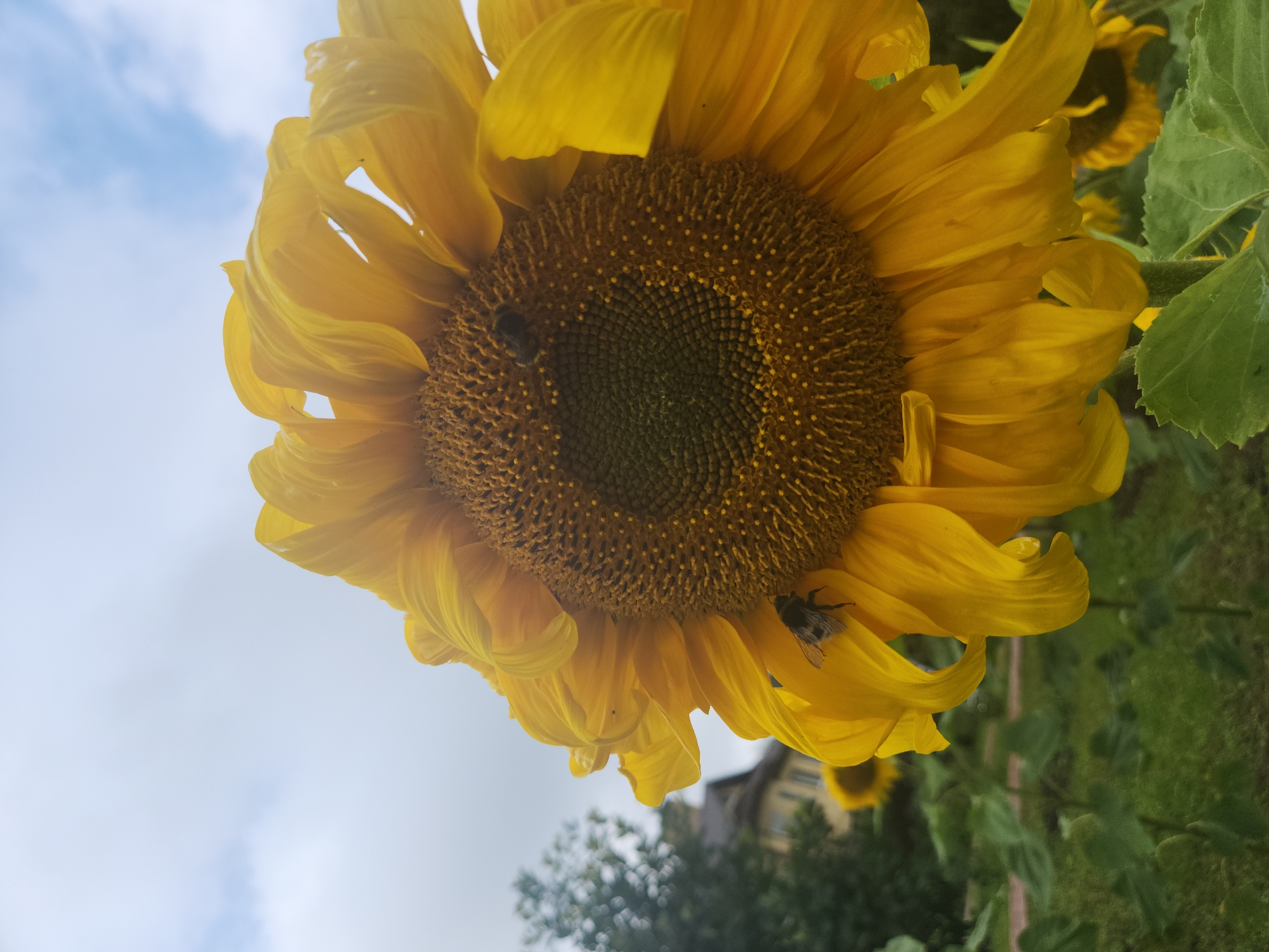 In Pokrovskoe, Russia, a close-up shot focuses on a large, vibrant sunflower in a garden setting. The sunflower's bright yellow petals are in full bloom, with its dark center filled with seeds. Two bees are actively engaged with the sunflower, one resting on a petal and the other on the seed head, likely collecting nectar or pollen. The background is slightly blurred, revealing a patch of green grass, other sunflowers, and a hint of a building and trees, suggesting an outdoor environment within the city. The sky above is overcast with some light clouds.