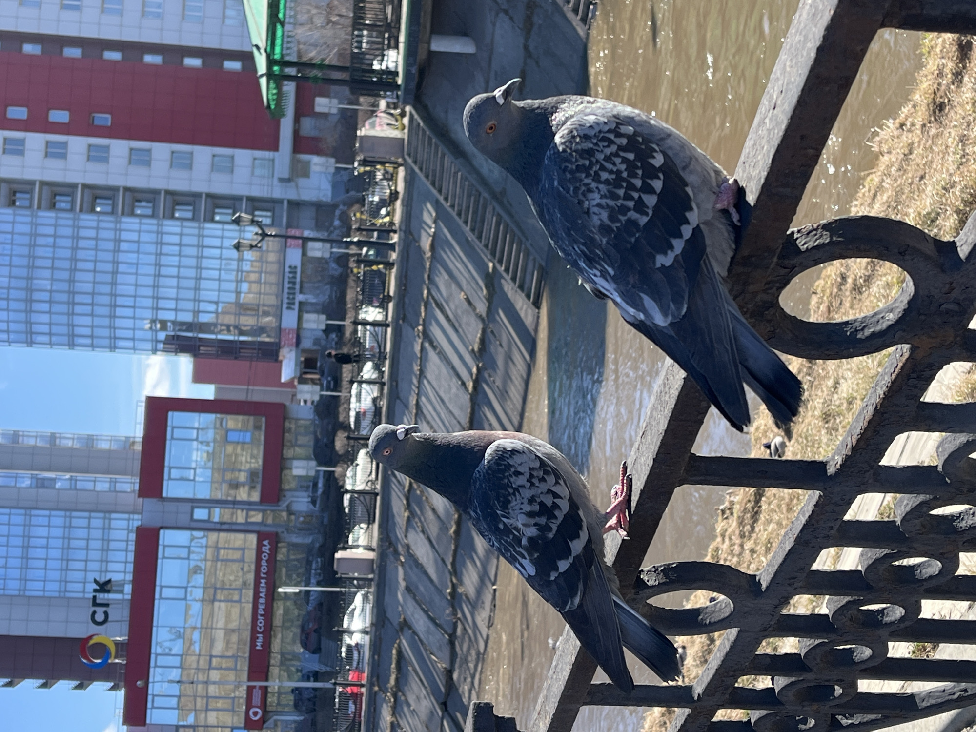 Two pigeons perch on a dark metal fence, overlooking a canal. The canal's edge is lined with grass. Across the canal, a modern building with glass windows and a red and white facade is visible, along with a sign written in Russian which reads "Мы согреваем города", which translates to "We warm cities". The sign also features the logo of the Siberian Generating Company (СГК). The buildings and surroundings suggest the location is likely in Krasnoyarsk, Russia.