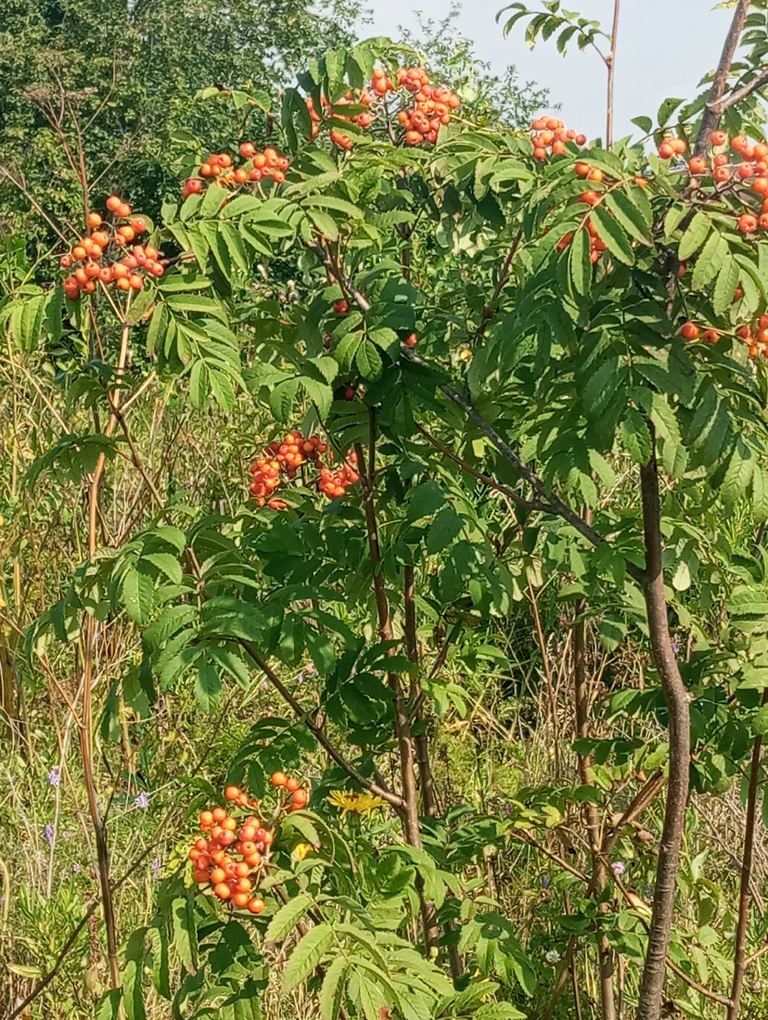 A close-up shot captures a vibrant rowan tree branch laden with clusters of bright orange berries. The berries are spherical and densely packed, forming attractive bunches against the backdrop of lush green leaves. The leaves are pinnately compound, characteristic of the rowan tree, with serrated edges. Sunlight filters through the foliage, creating a dappled effect and highlighting the glossy texture of the berries. The surrounding environment appears to be a natural setting, possibly a park or a rural area, with other greenery and dry vegetation visible in the background. The sky above is a pale, hazy blue.