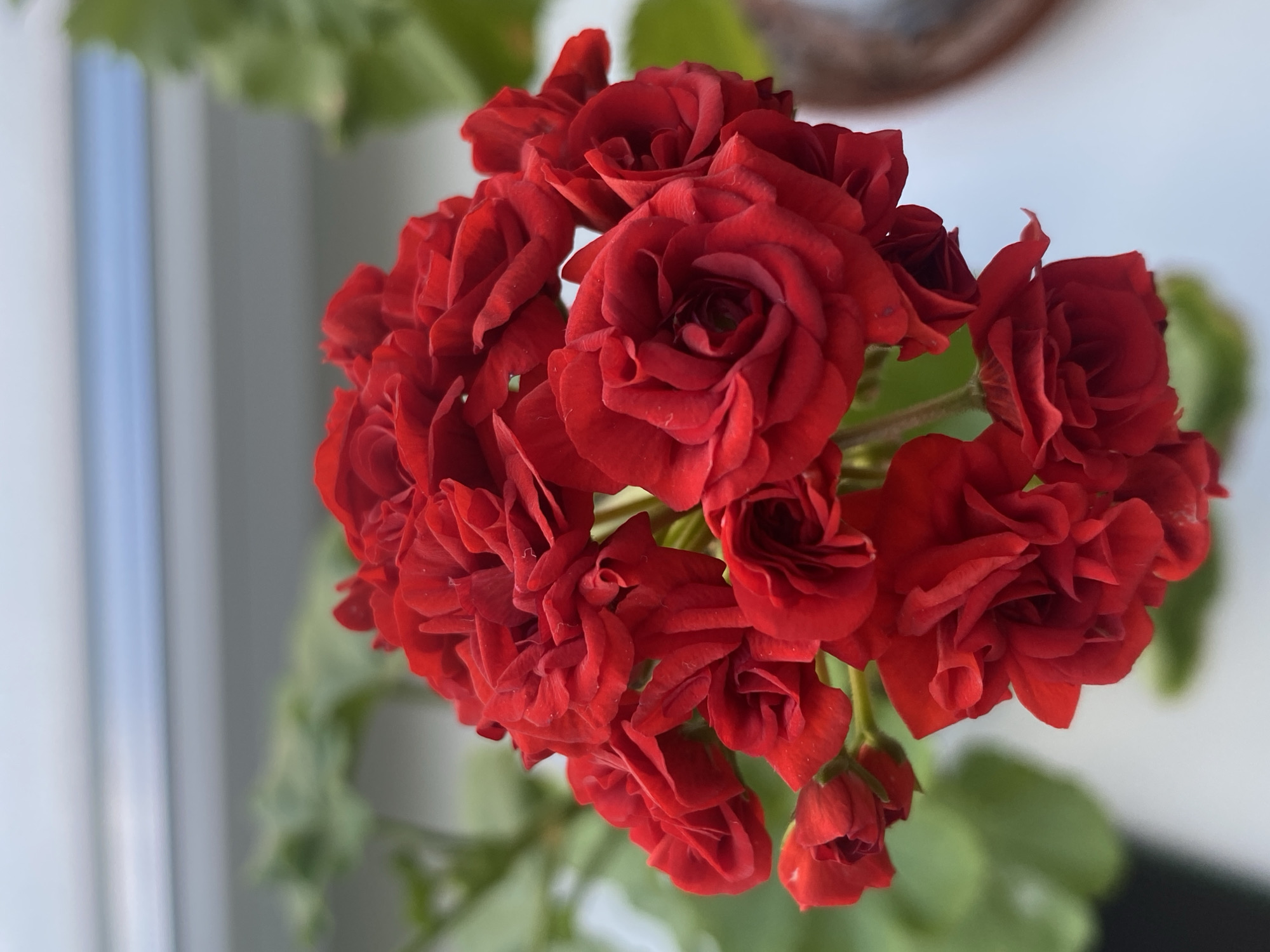 A close-up, high-angle shot captures a cluster of vibrant red flowers, possibly geraniums, in full bloom. The petals are tightly packed and velvety, with some appearing to be in bud form while others are fully open, revealing intricate layers. The flowers are the central subject, with a shallow depth of field blurring the background. Hints of green foliage are visible behind the blossoms, along with a muted, light-colored surface that could be a wall or window sill. The top of the image shows a soft blue and gray band, likely representing the sky or a distant building. The overall lighting is soft, suggesting an indoor setting near a window or natural light filtering through. There are no people or animals visible in the frame.