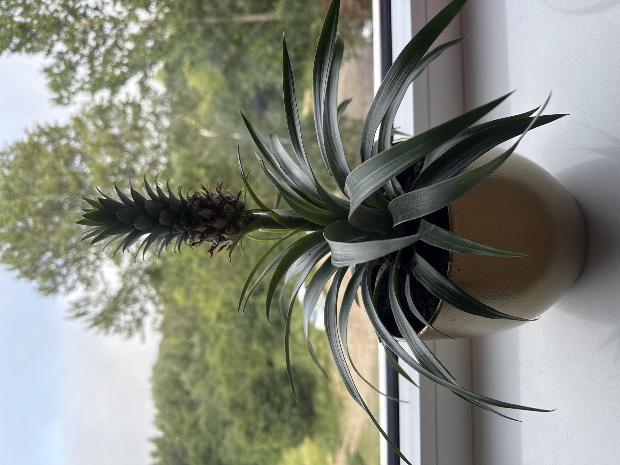 A potted pineapple plant with a developing fruit sits on a windowsill with a blurred natural landscape visible through the window. The plant has long, dark green, spiky leaves radiating from the center. The fruit at the top of the plant is small and immature, with a dark, segmented surface and reddish tips. The pot is a textured, metallic gold color. The windowsill is white. Outside the window, there are trees and vegetation, suggesting a natural or suburban environment. There are no people or animals visible in the image. The lighting is natural, suggesting daylight. The location is not specified in the image.