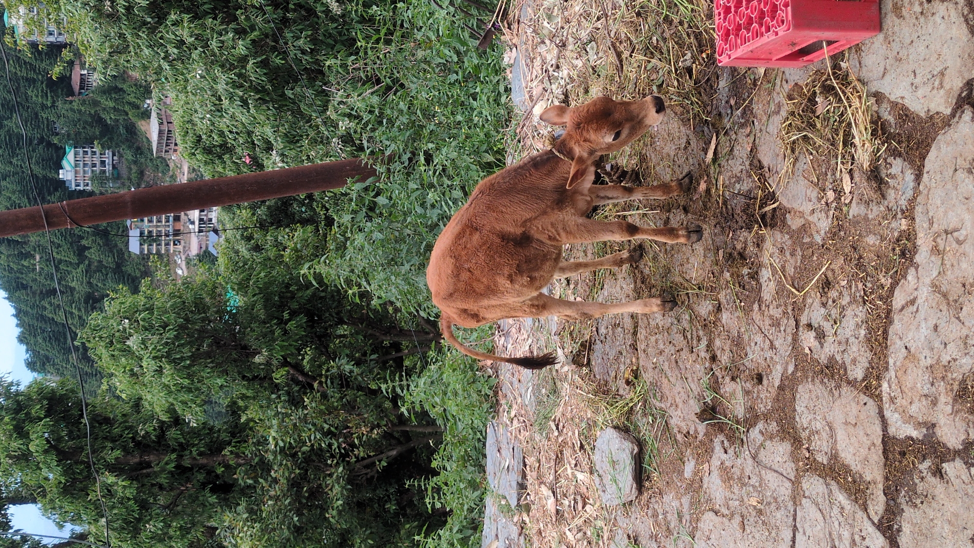 A brown calf stands on a cracked stone path in Haini, India. A red plastic crate sits nearby. Green vegetation is visible in the background, along with a rusted metal pole and buildings in the distance.