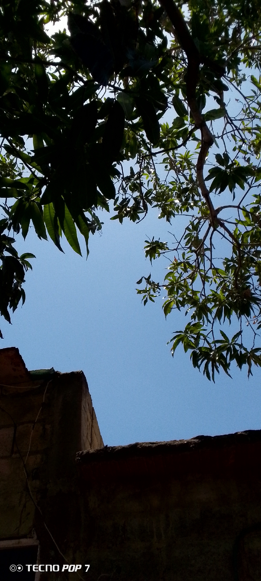 A low-angle shot reveals a view upward towards a bright, blue sky partially obscured by tree foliage. The leaves on the left are dark and dense, while those on the right are lighter and more scattered, allowing glimpses of the sky. In the lower portion of the image, there is a shadowed structure, possibly a building, constructed from rough, textured materials. The photo was taken with a Tecno Pop 7, and the location is Altagracia, Venezuela.