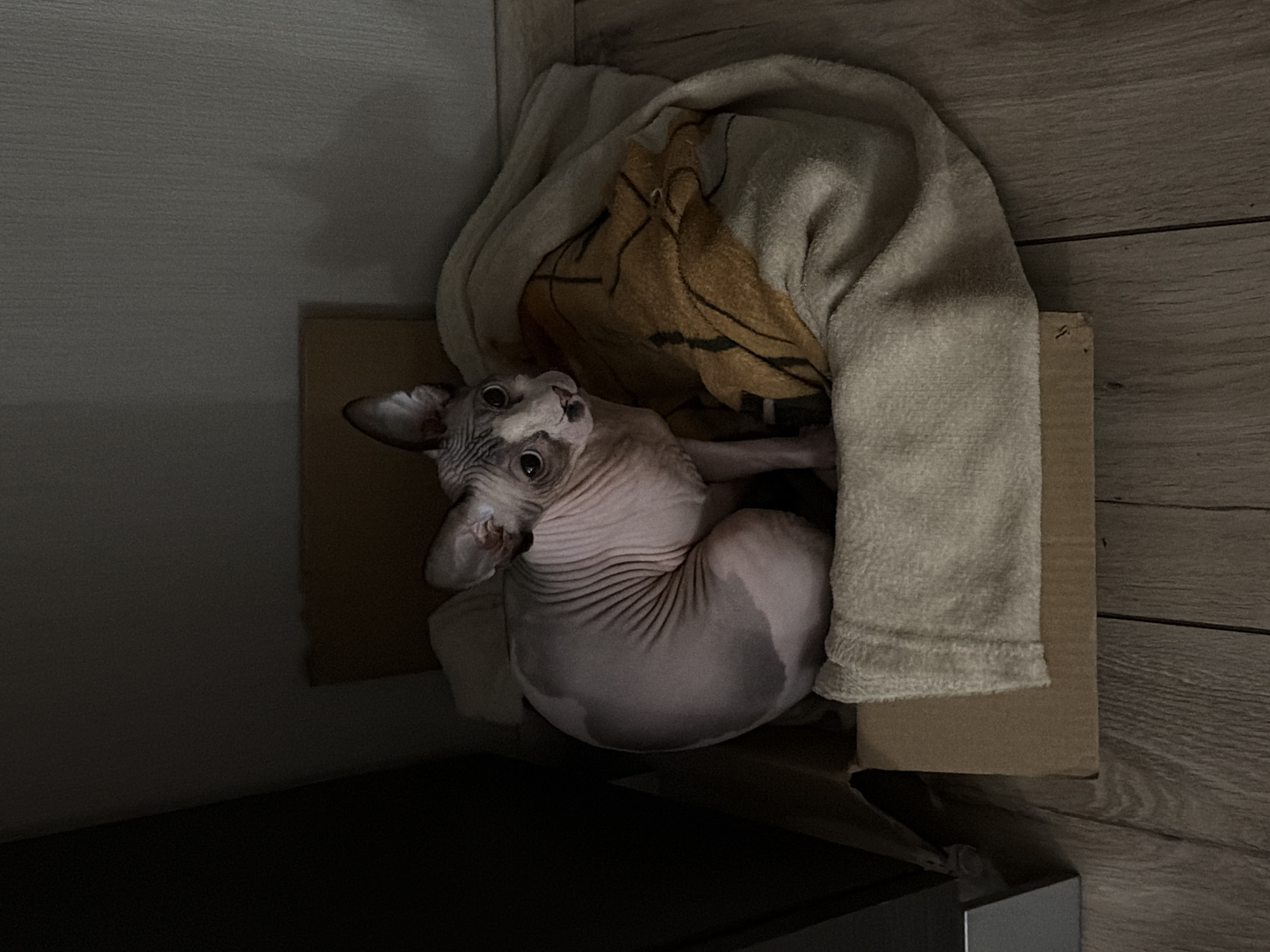 A Sphynx cat is curled up in a cardboard box lined with a beige towel and a patterned cloth. The cat is facing upwards, looking towards the camera with its large eyes. The box is placed on a surface, with part of it visible in the bottom left corner. The surroundings include a wall on the left side and a wooden surface on the right. The location is Unknown, Unknown.