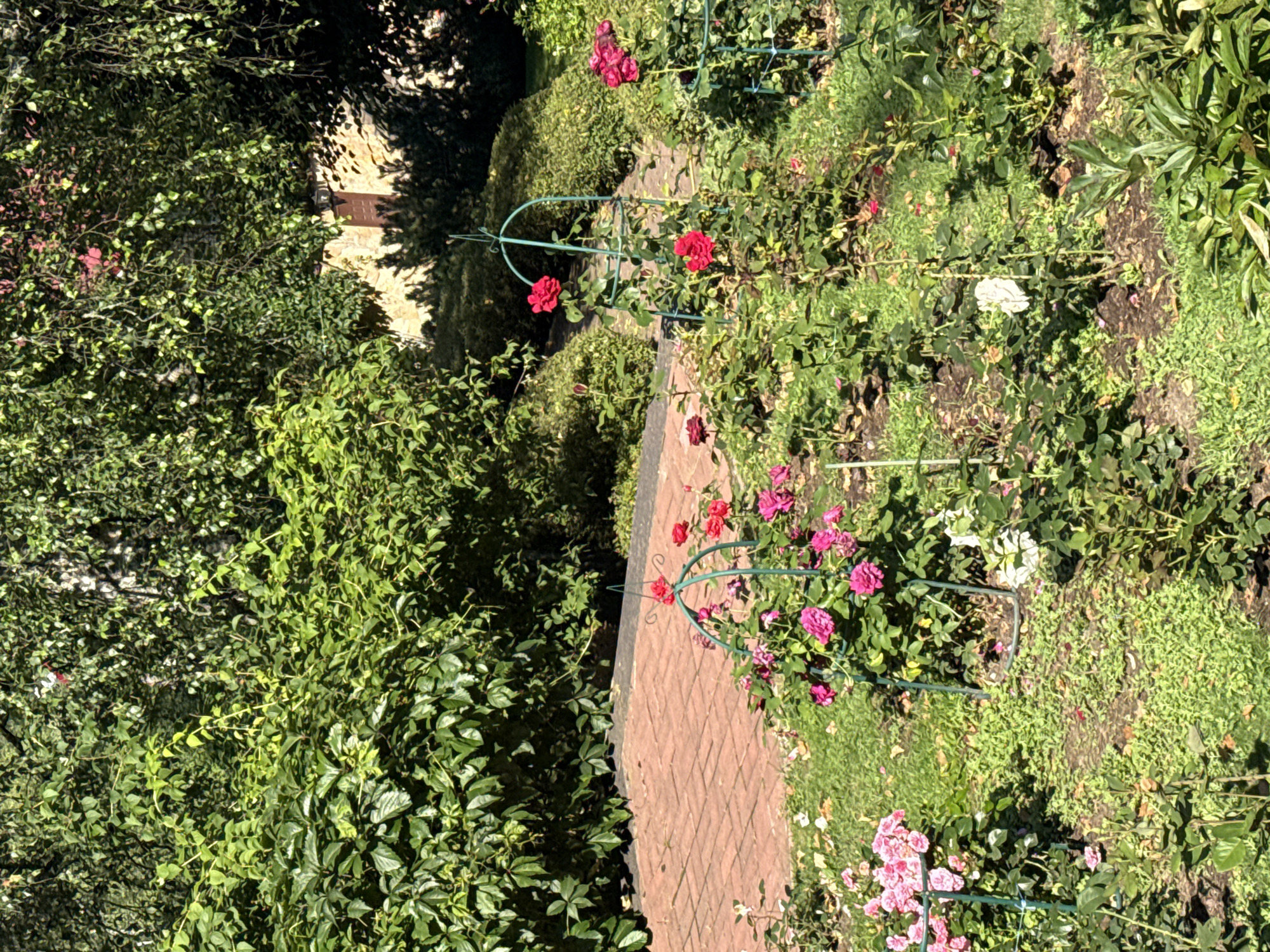 In the city of Yukki, Russia, this image captures a sunlit garden scene featuring a variety of roses in bloom. The foreground is dominated by rose bushes with pink and red flowers, some supported by green metal obelisks. A brick pathway, laid in a herringbone pattern, is visible to the left, partially shaded by lush green foliage. In the background, dense green trees and bushes create a verdant backdrop, with a stone wall and a hint of a structure suggesting the edge of a property or building. The overall impression is one of a well-maintained garden on a bright day.