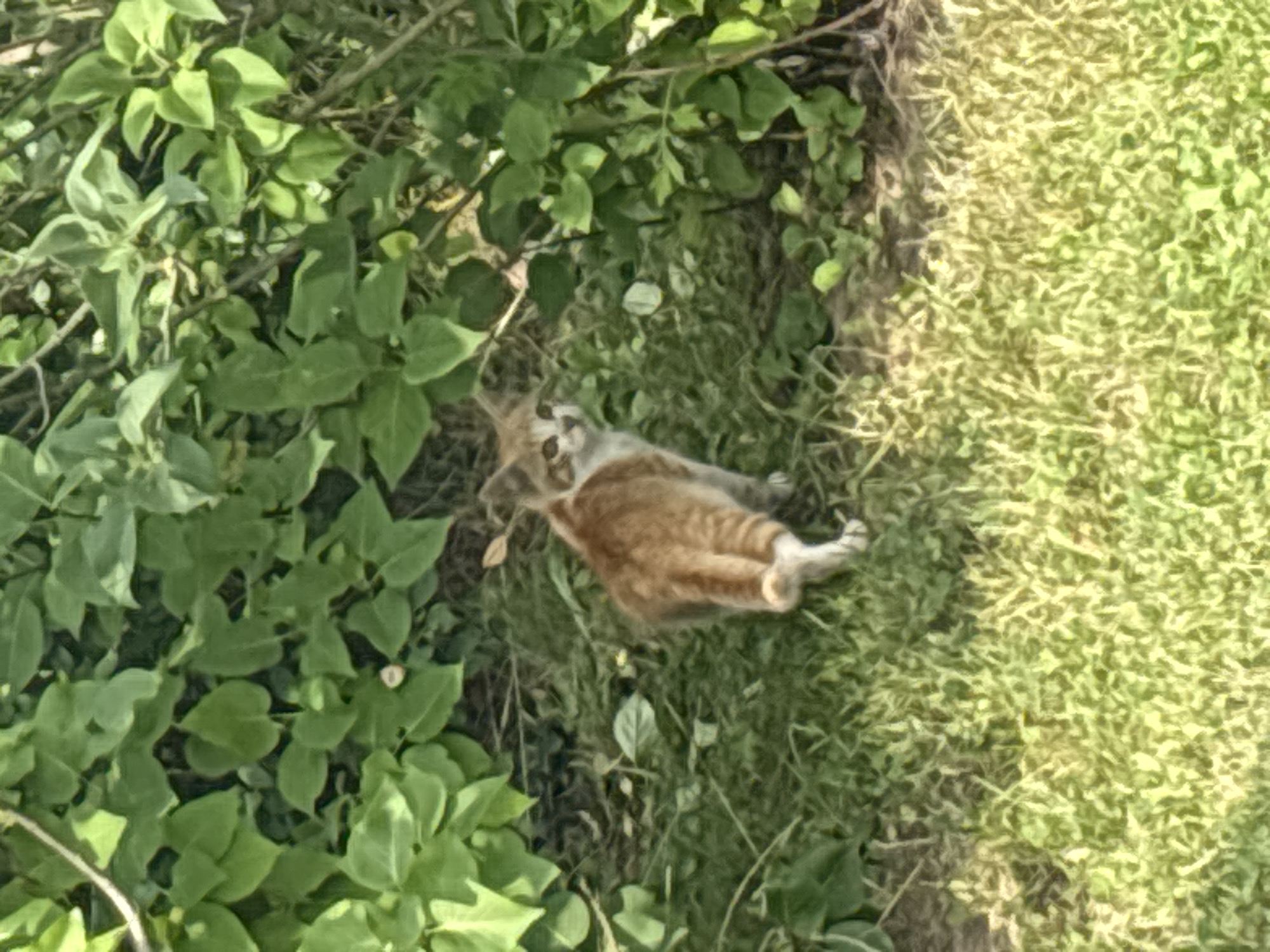 A light brown and white tabby kitten stands on green grass, looking back over its right shoulder. The kitten is positioned in the lower center of the frame. Its fur is striped, with darker brown markings on its back and tail, and lighter fur on its chest and legs. The kitten's ears are pointed, and its eyes are wide and alert. Behind the kitten, a dense cluster of green foliage with large leaves forms the background. The ground is covered in a mix of grass and some fallen leaves. The scene appears to be outdoors in a natural environment. The image does not provide any specific details that would allow for a precise location within Zvenigorod, Russia.