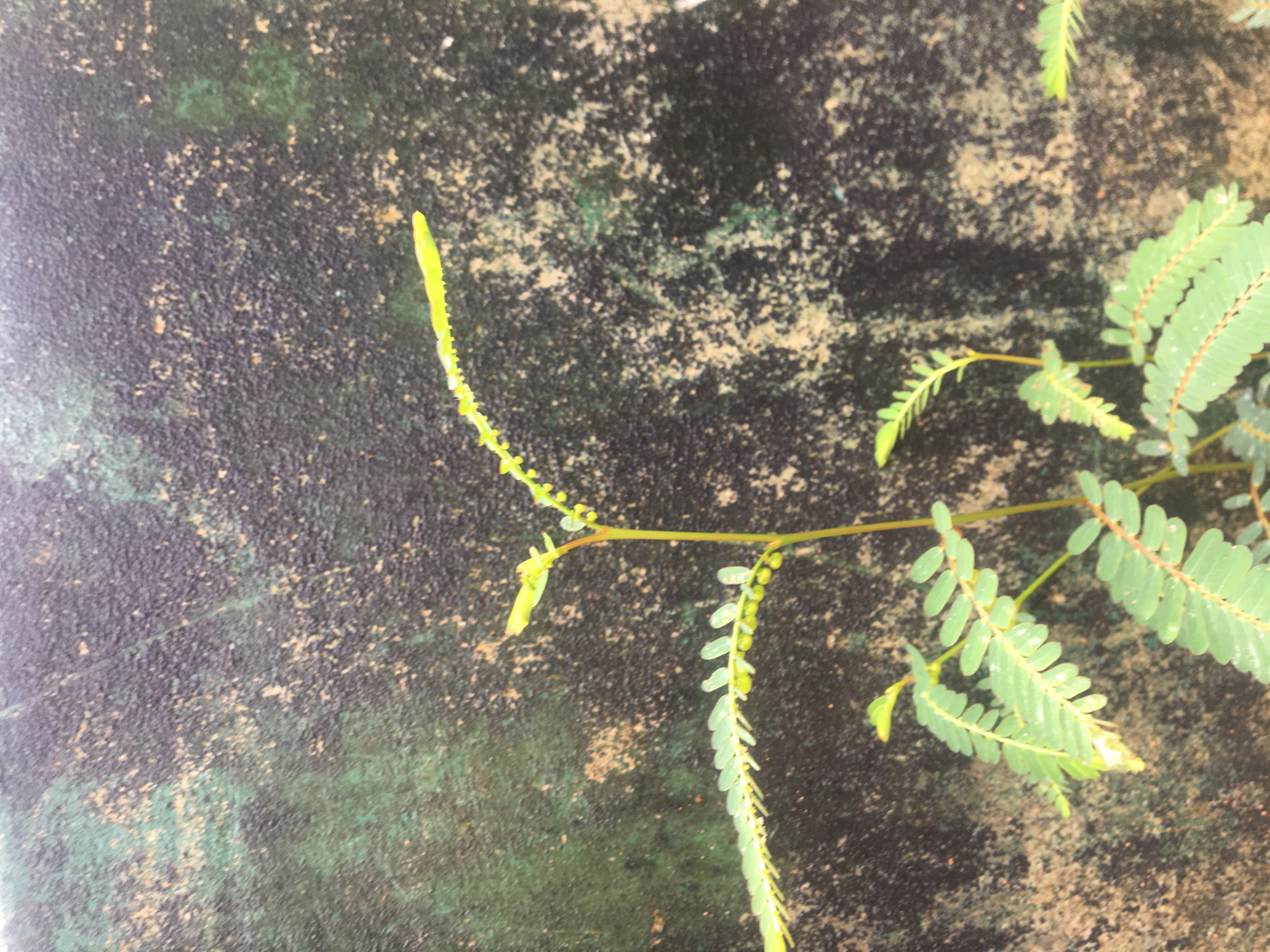 The image shows a close-up of a plant growing on a textured, dark, likely concrete surface. The plant has compound leaves with small, oblong leaflets arranged along a central stem. The stem is thin and yellow-green. The surface has variations in texture and color, with areas of dark gray or black and lighter patches of brown or beige. The plant is positioned to the right of the frame, with some of its stems extending towards the left. The overall composition is focused on the plant's growth and its interaction with the surface.