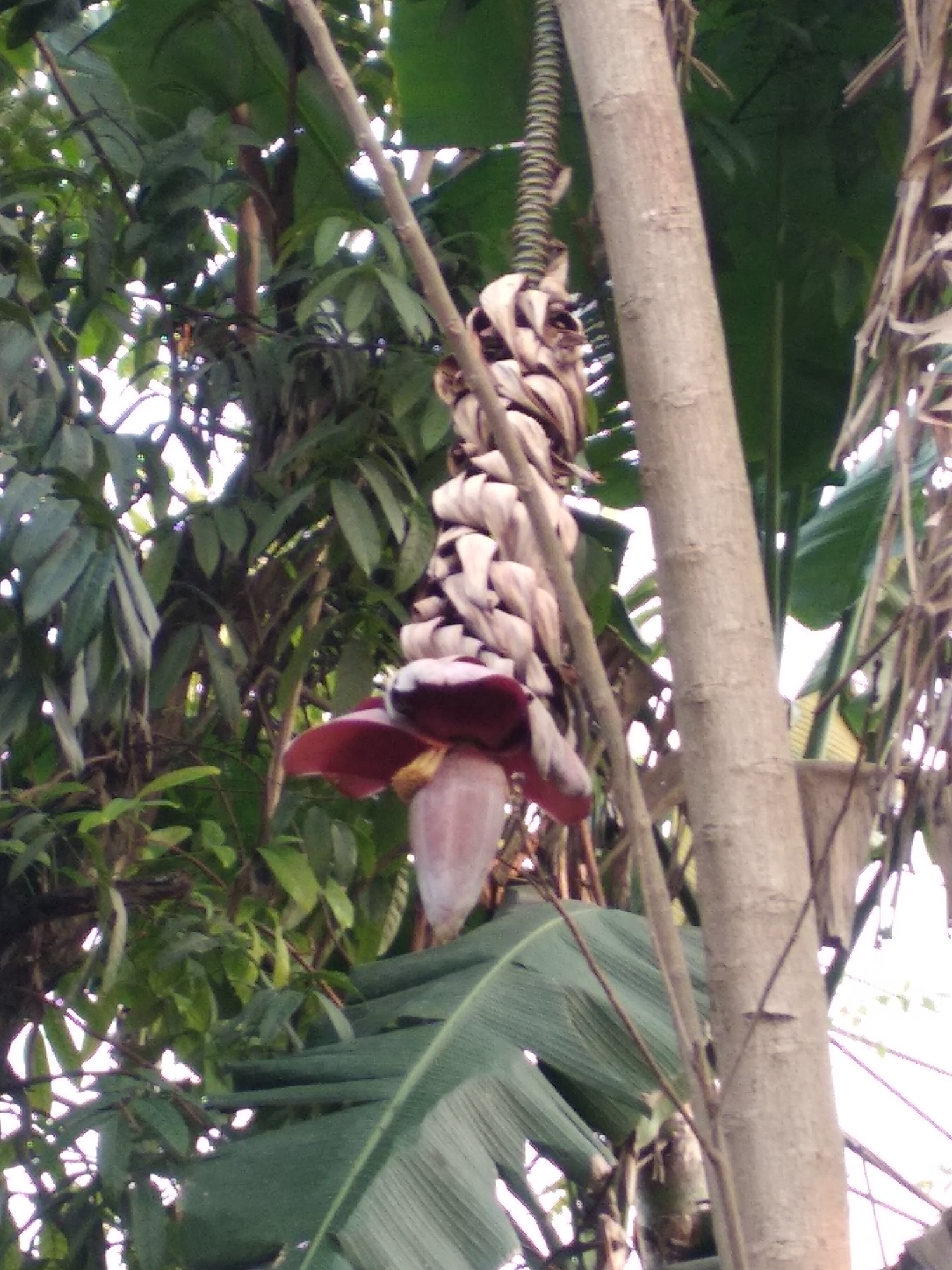 The image captures a banana blossom hanging from a tree, surrounded by lush green foliage. A thick, greyish-brown tree trunk is prominently positioned in the center, with its texture clearly visible. To the left of the trunk, a banana blossom hangs downwards, its purplish-red petals forming a prominent focal point. Above and to the left of the blossom, the striped stem of a developing banana bunch is visible. The background is filled with various shades of green leaves and branches, indicating a dense natural environment. Sunlight filters through the leaves, creating highlights and shadows. The scene appears to be in an outdoor setting, likely a garden or a plantation, given the presence of banana trees and abundant vegetation. There are no people or animals visible in the image.