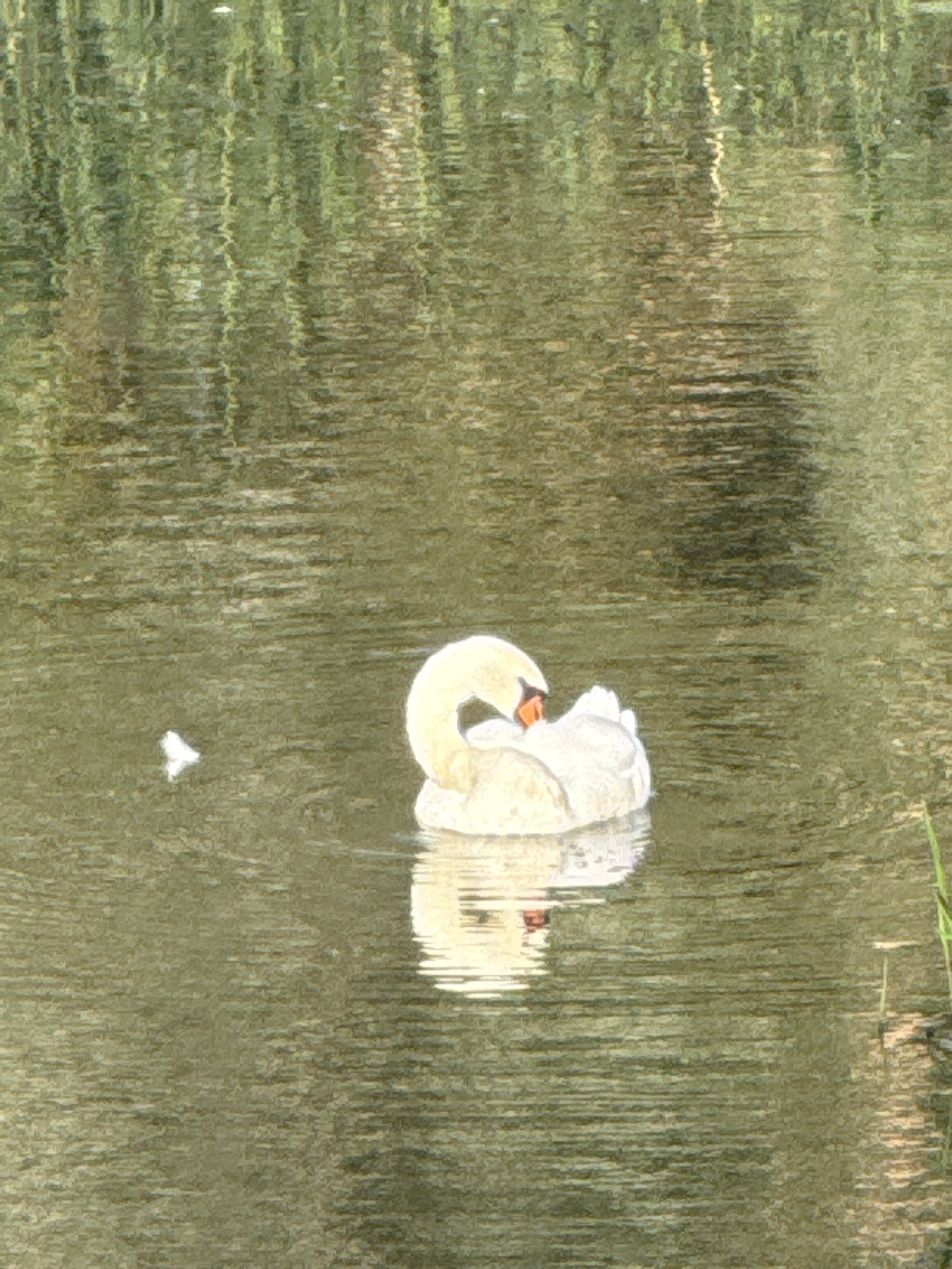 A white swan is swimming in a body of water with reflections of green foliage in the background. The swan is in the right half of the frame, facing left with its neck curved and head tucked in. There is a small white object, possibly a feather or a piece of debris, floating in the water to the left of the swan. The water is rippled, creating abstract patterns of light and shadow. The overall impression is one of a peaceful, natural scene.