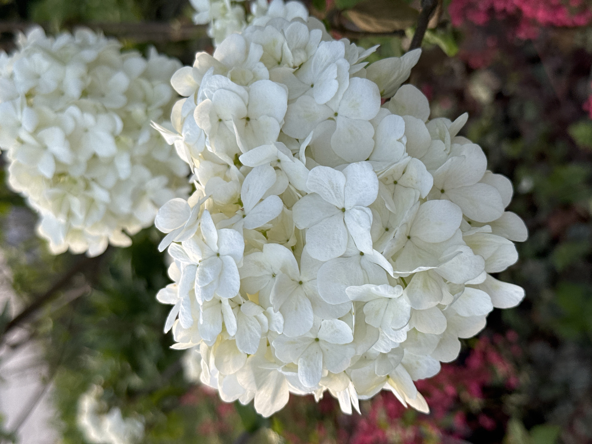 The image shows a close-up of two snowball bush (Viburnum opulus 'Roseum') flower clusters. The flowers are white, globular, and densely packed with individual blossoms. The cluster on the right is in sharp focus, while the one on the left is slightly blurred in the background. The background consists of blurred green foliage and some hints of reddish-pink flowers. There are no people in the image. The location cannot be confirmed as Zhuoshui, China based on the provided image.