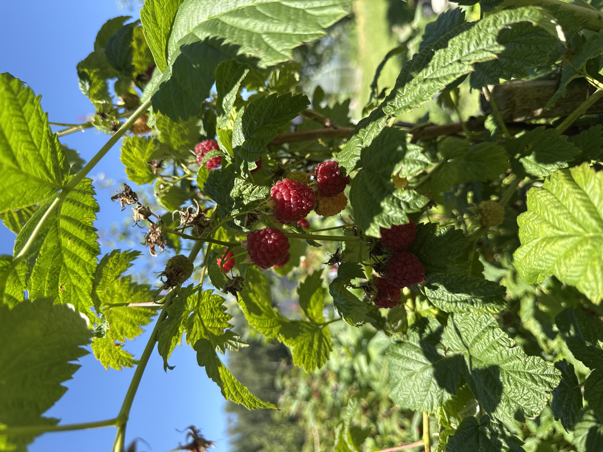 This media file is a close-up, eye-level shot of a raspberry bush laden with ripe red berries. The image is oriented vertically, with the leaves and berries filling the frame. Lush green leaves, some tinged with sunlight, surround clusters of vibrant red raspberries. A few unripe green berries and dried calyxes are also visible, suggesting a harvest in progress. The background is softly blurred, hinting at a sunny outdoor setting with hints of green grass and trees. The bright blue sky is visible in the upper left corner, indicating a clear day. The overall impression is one of natural abundance and the peak of summer harvest. The scene is likely a garden or a rural area, consistent with the Mahilyow, Belarus location context. The lighting suggests it is daytime, likely late morning or afternoon, due to the strong sunlight casting shadows on the leaves. There is no visible text in the image.