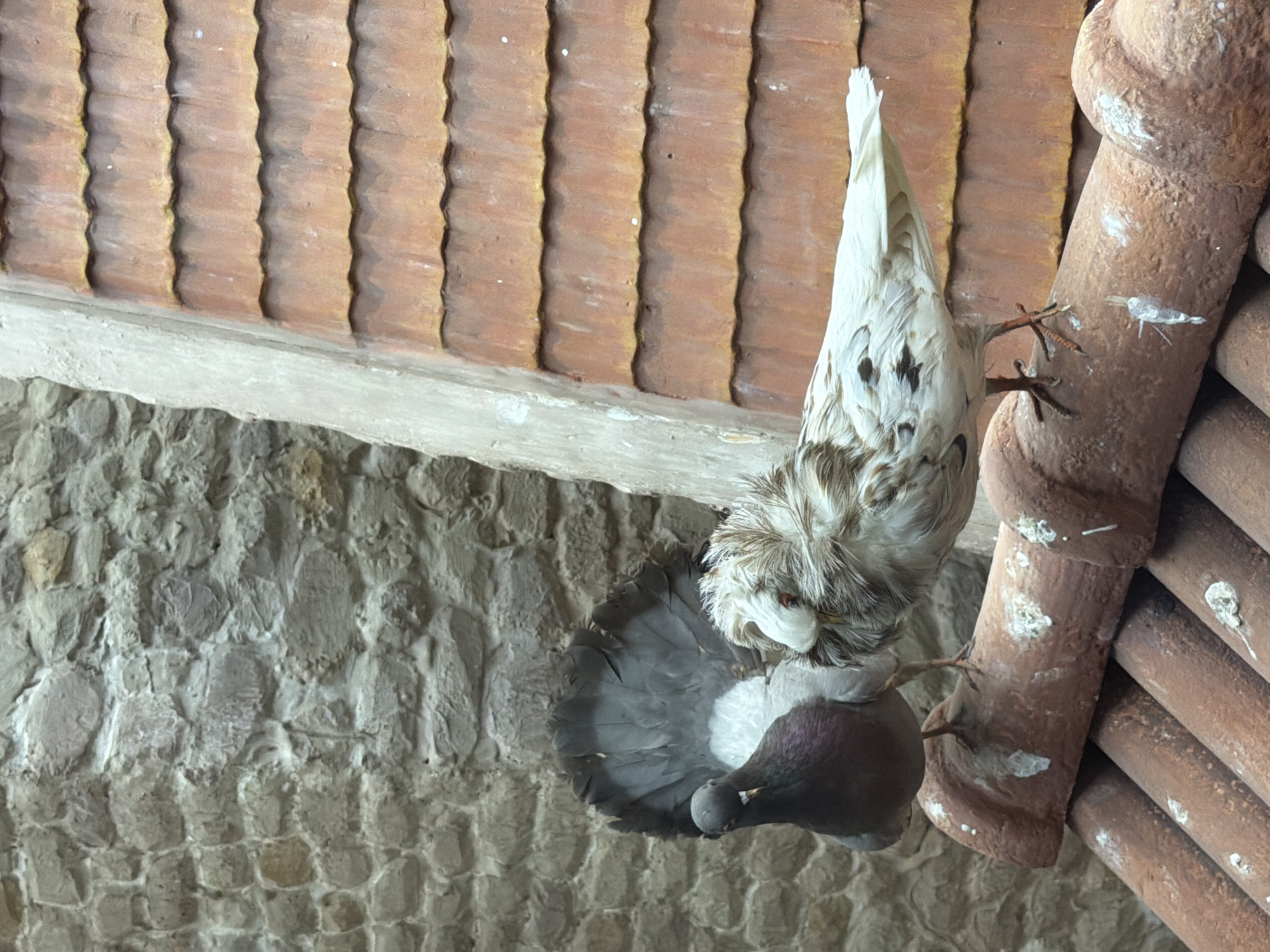 Two pigeons are perched on red clay roof tiles against a textured stone wall. The pigeon on the left is dark gray with iridescent purple and green neck feathers and its tail fanned out. The pigeon on the right is predominantly white with brown and black speckles, its head tucked into its chest. The roof tiles appear weathered and have white splotches, possibly bird droppings. The background stone wall is uneven with visible mortar.