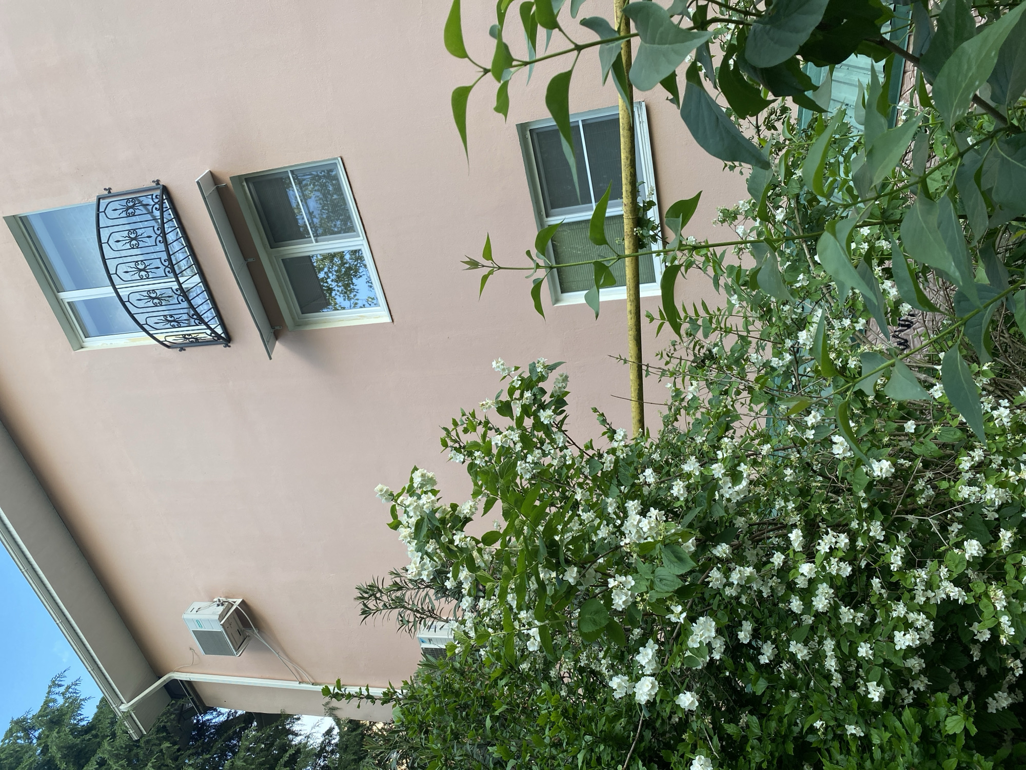 A low-angle shot shows a light pink building in Sochi, Russia. Three windows are visible: one with a black ornamental balcony, and two plain ones. A vertical yellow pipe runs up the building’s facade, partially obscured by a bush with white flowers and green leaves. Part of the building's roof and an air conditioning unit are visible on the lower left, along with some trees. The sky is visible in the lower left corner.