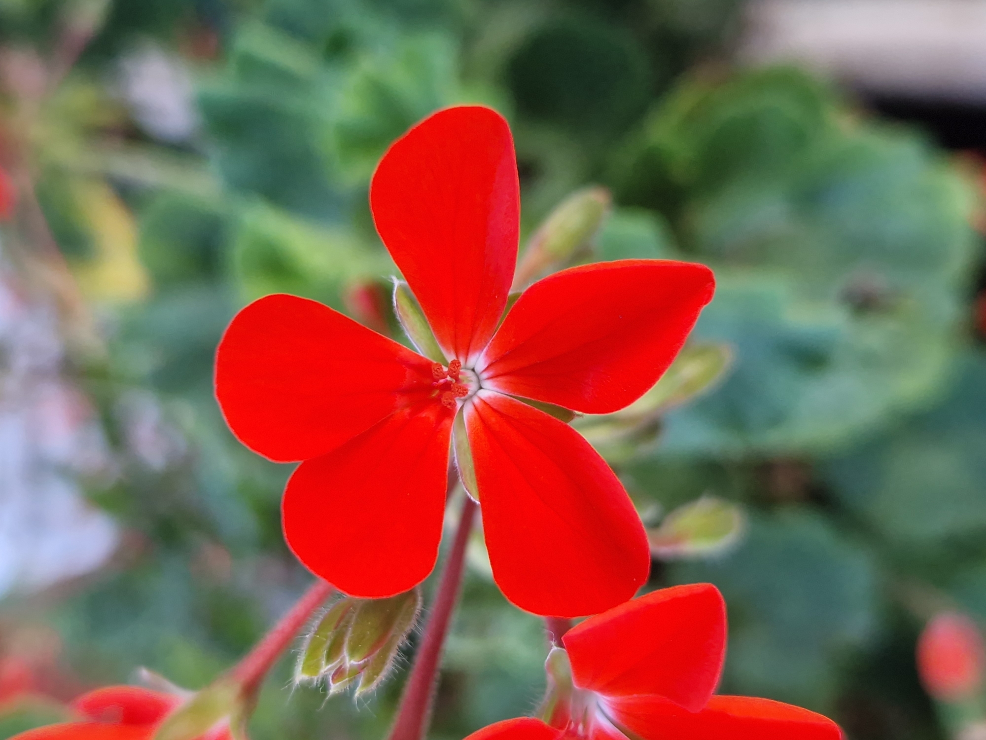 A close-up, eye-level photograph captures a vibrant red flower with five distinct petals against a softly blurred green foliage background. The flower's center exhibits a delicate pattern of red stamens. The image appears to be taken outdoors, with natural lighting highlighting the flower's rich color. There are no people or specific landmarks indicating Dolni Pasarel, Bulgaria. The scene is static and focuses solely on the botanical subject.