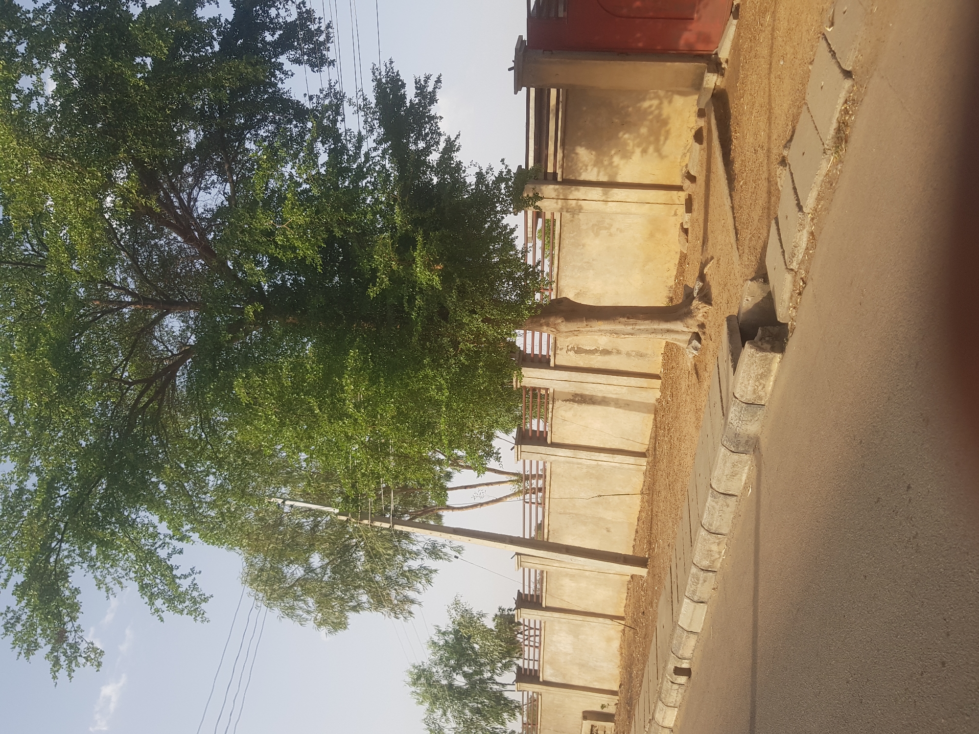 The image presents a street scene in Dabawa, Nigeria. A large, leafy tree dominates the left side of the frame. To the right, a beige wall with protruding horizontal bars runs along the side of the road. The road itself is asphalt. The curb is lined with grey rectangular stones. An electrical pole stands close to the tree. The sky is light blue.