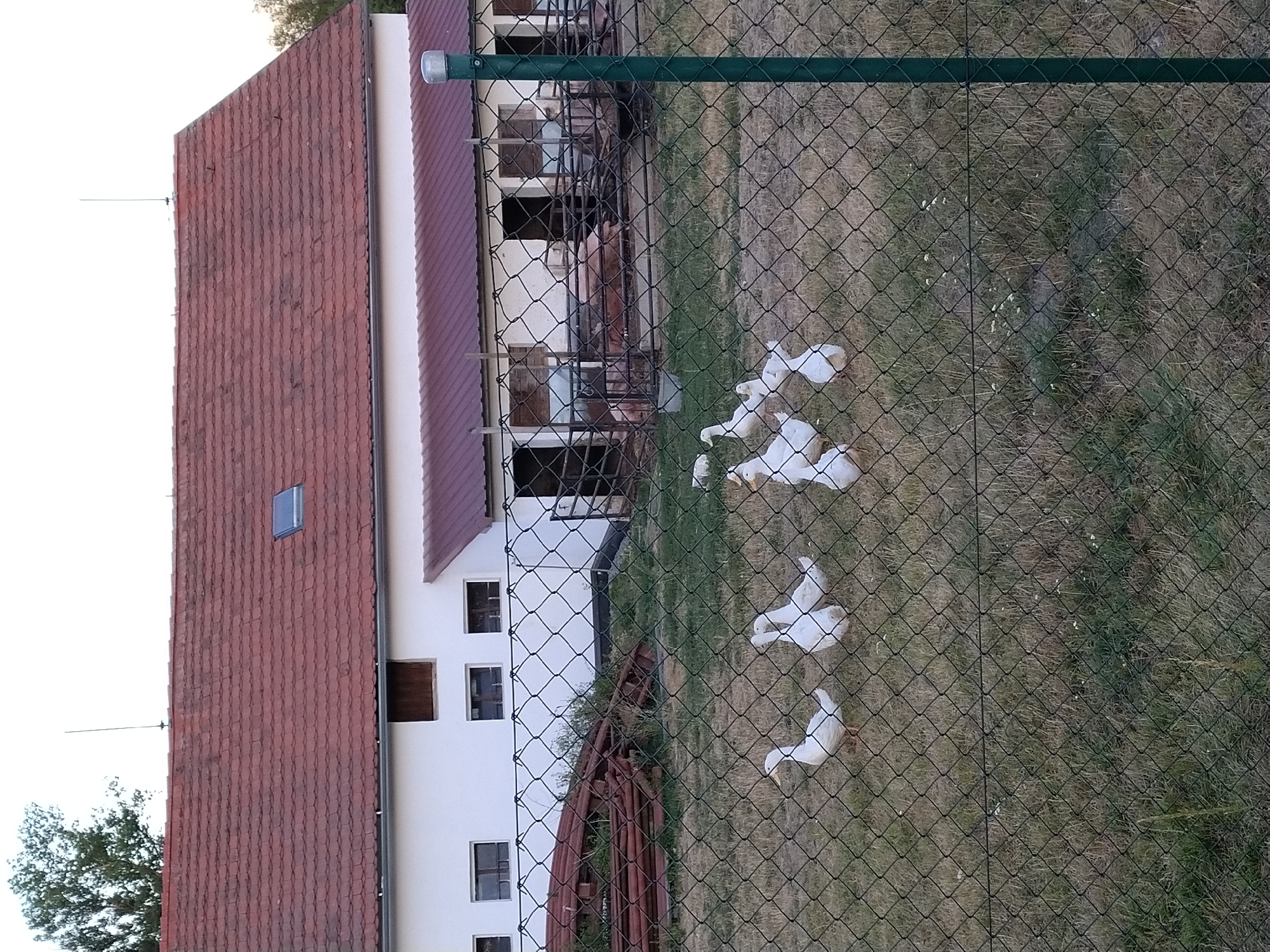 This image shows a rural scene in Dobev, Czechia. In the foreground, a chain-link fence encloses a grassy area where several white ducks are present. The ducks are scattered across the lawn, with some walking and others standing. Behind the fence, a white building with a red tiled roof is visible. This building appears to be a farm structure, with several windows and doorways. A portion of the building has a darker red, sloped roof. In the background, more farm buildings or enclosures are visible, with some pigs inside. The overall environment suggests a farm or agricultural setting.