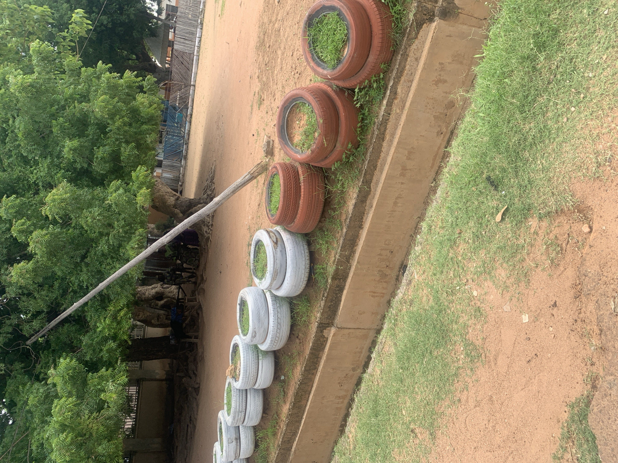 The image depicts an outdoor scene, likely in Jalingo, Nigeria, with a focus on a row of repurposed tires acting as planters. The tires are stacked and filled with green grass, creating a rustic and resourceful landscaping feature. They are arranged along a concrete curb or drainage channel, separating a sandy area from a patch of green grass.
To the left of the tires, a large, mature tree with dense green foliage dominates the scene. Its branches extend over the sandy ground, and its trunk appears sturdy and ancient. A long, light-colored wooden pole runs diagonally across the image, originating from the left and extending towards the right, possibly a support or part of a structure not fully visible. In the background, behind the tree and pole, hints of buildings with bamboo-like structures and some blue tarpaulin can be seen, suggesting a residential or semi-urban setting.
The ground is predominantly sandy, with patches of dry grass interspersed. The overall impression is one of a warm, likely sunny day, with the natural elements and repurposed objects creating a textured and grounded environment. There are no visible people or explicit activities taking place, but the setup of the planters suggests an ongoing effort at cultivation or beautification. The colors are muted, with the natural browns of the soil and wood contrasting with the vibrant green of the grass and leaves, and the muted tones of the tires, some of which are painted white. The composition is such that the tires and the tree are the primary subjects, with the surrounding environment providing context.