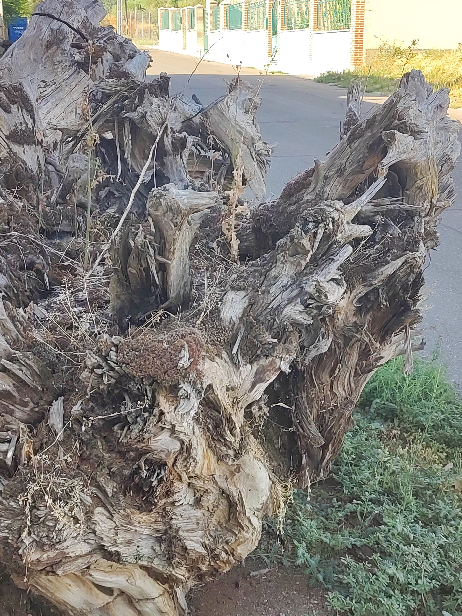 The image shows a close-up of a large, gnarled, and weathered tree stump with exposed roots, located on the side of a paved road in Traspinedo, Spain. The stump is predominantly gray and brown, with rough textures and deep crevices. Dry, thin vegetation is intertwined with the roots and branches of the stump. In the background, a low, light-colored building with a green metal fence is visible, suggesting a residential or public area. The road is gray asphalt, and to the right of the stump, there is green grass. No people or animals are present in the image.
