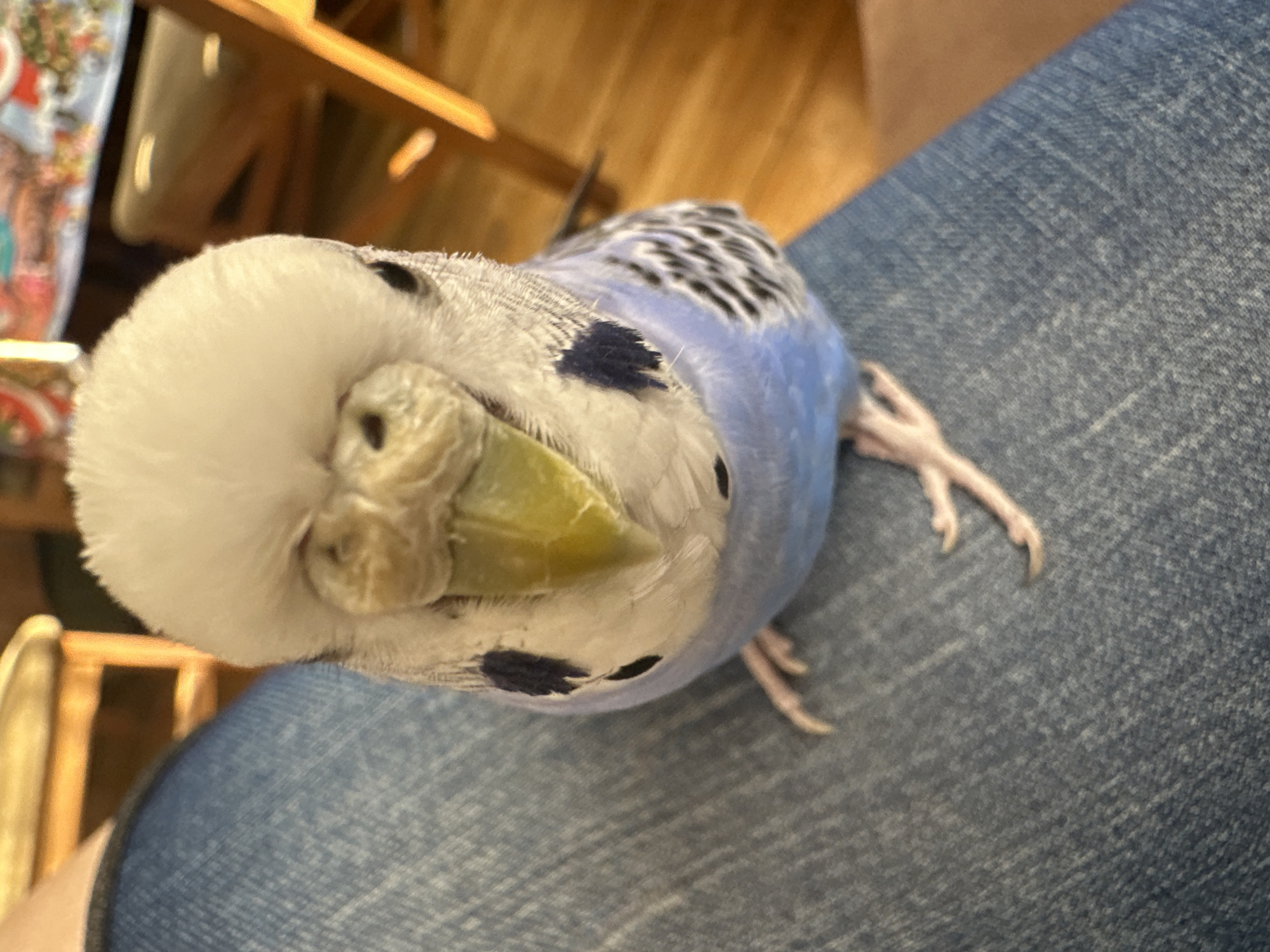 A close-up, eye-level, forward-facing shot shows a budgie perched on a person's lap, which is covered by blue denim fabric. The budgie is mostly white and light blue with black markings on its wings and a black spot on each side of its face, just above its eye. Its beak is bright yellow-green, and its eyes are black. The budgie's feet are light pink and appear to be gripping the fabric. The background is blurred, showing wooden furniture and possibly a tablecloth with a colorful pattern. The scene is indoors.