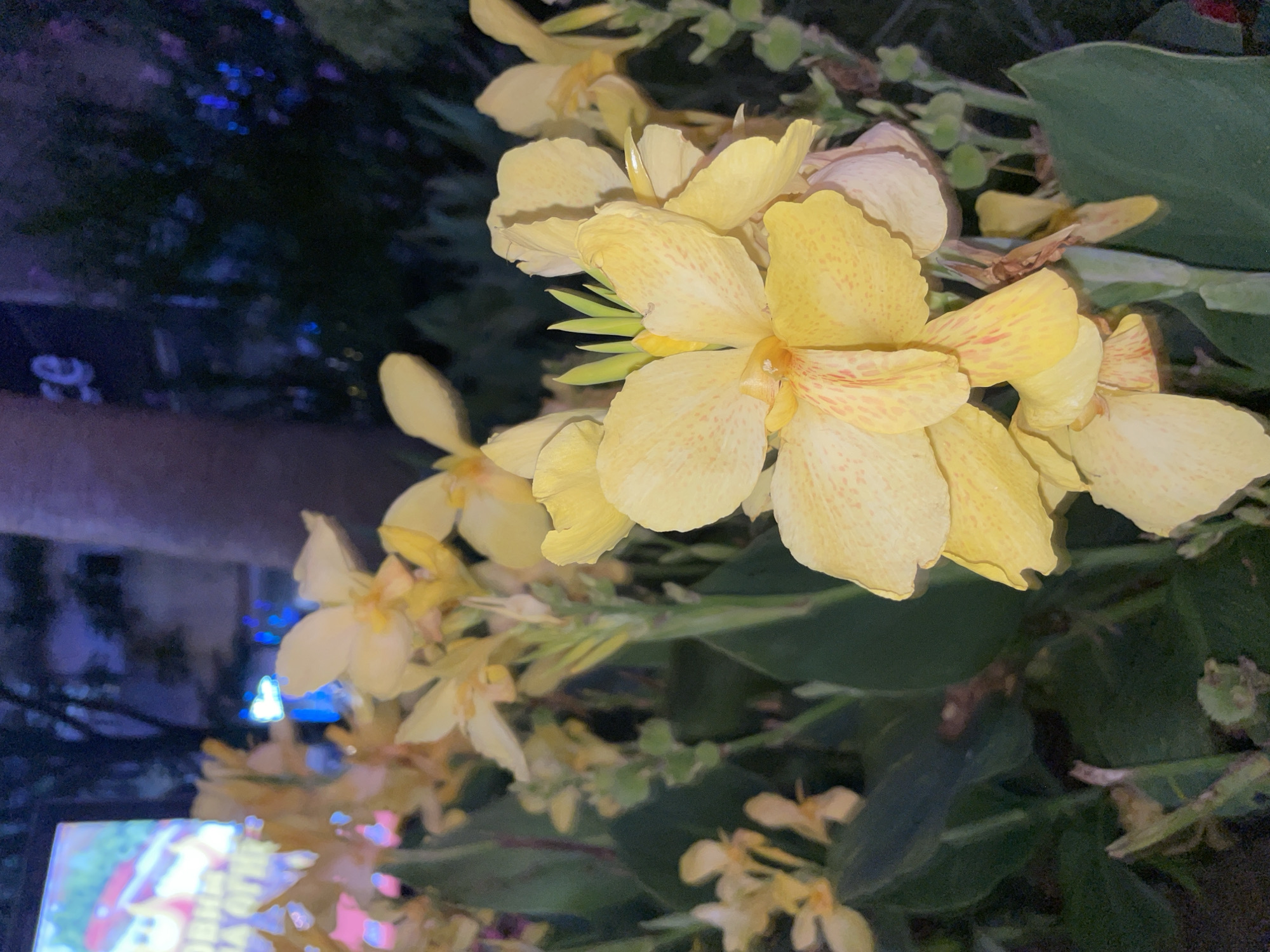 The image shows a close-up of yellow Canna Lily flowers blooming in a garden at night. The flowers are vibrant yellow with some reddish-orange speckles on the petals. The background is dark and slightly blurred, with hints of blue and purple lights, suggesting an urban environment. In the far left background, a brightly lit screen displaying colorful images is partially visible. The overall scene suggests an outdoor setting in an area with artificial lighting, potentially a park or a public space in the city of Sochi, Russia, given the context. No people or specific actions are depicted.